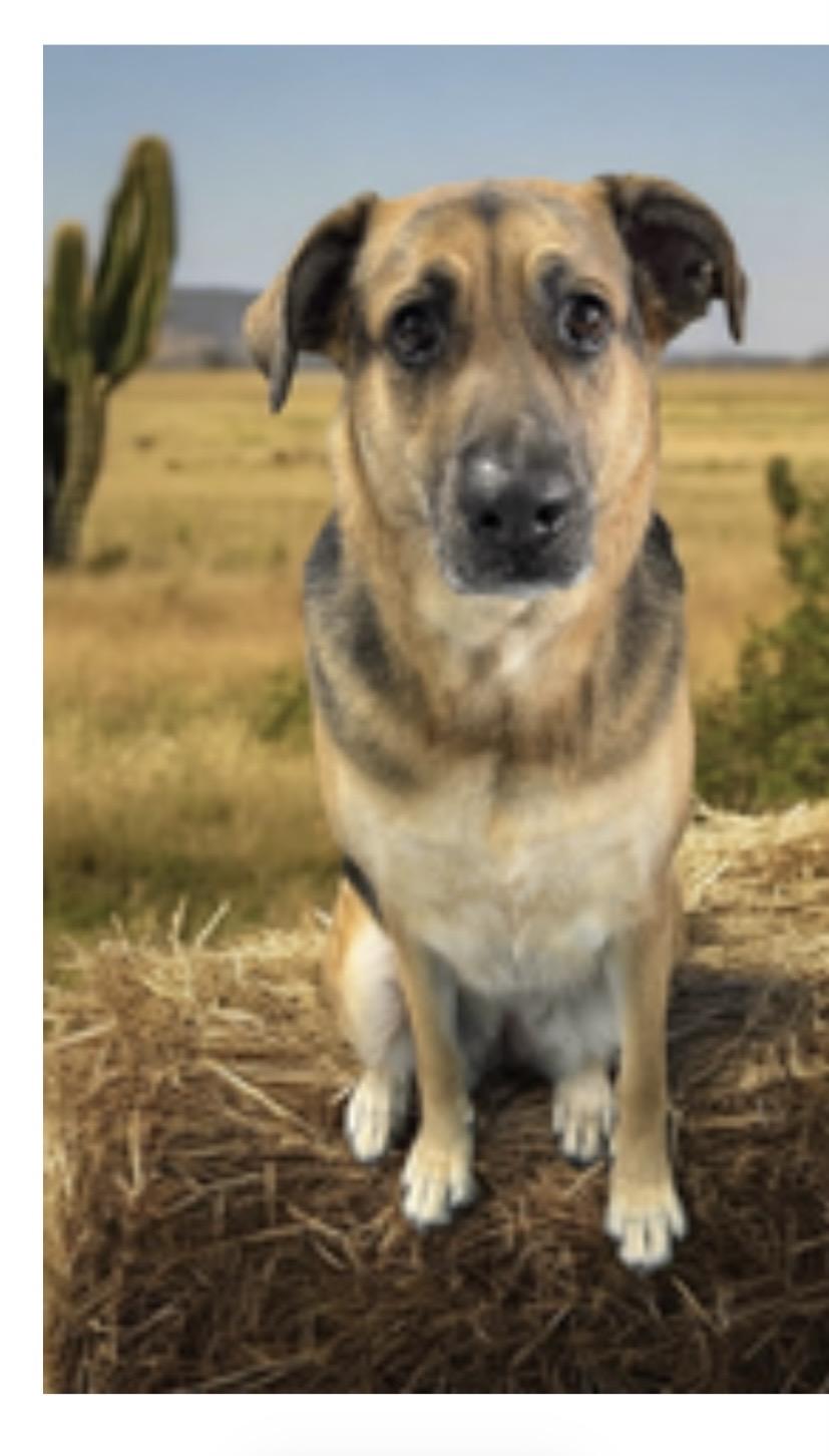 Enlarge Bree, an adopted mixed breed in Austin, TX image 3/3