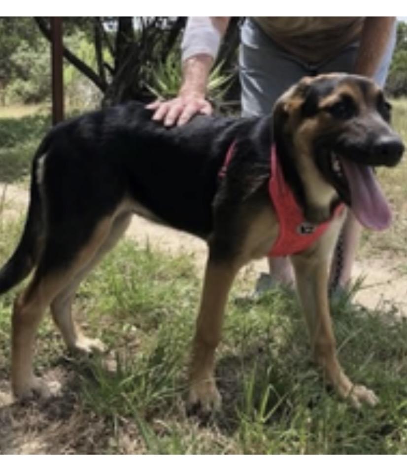 Enlarge Bree, an adopted mixed breed in Austin, TX image 2/3