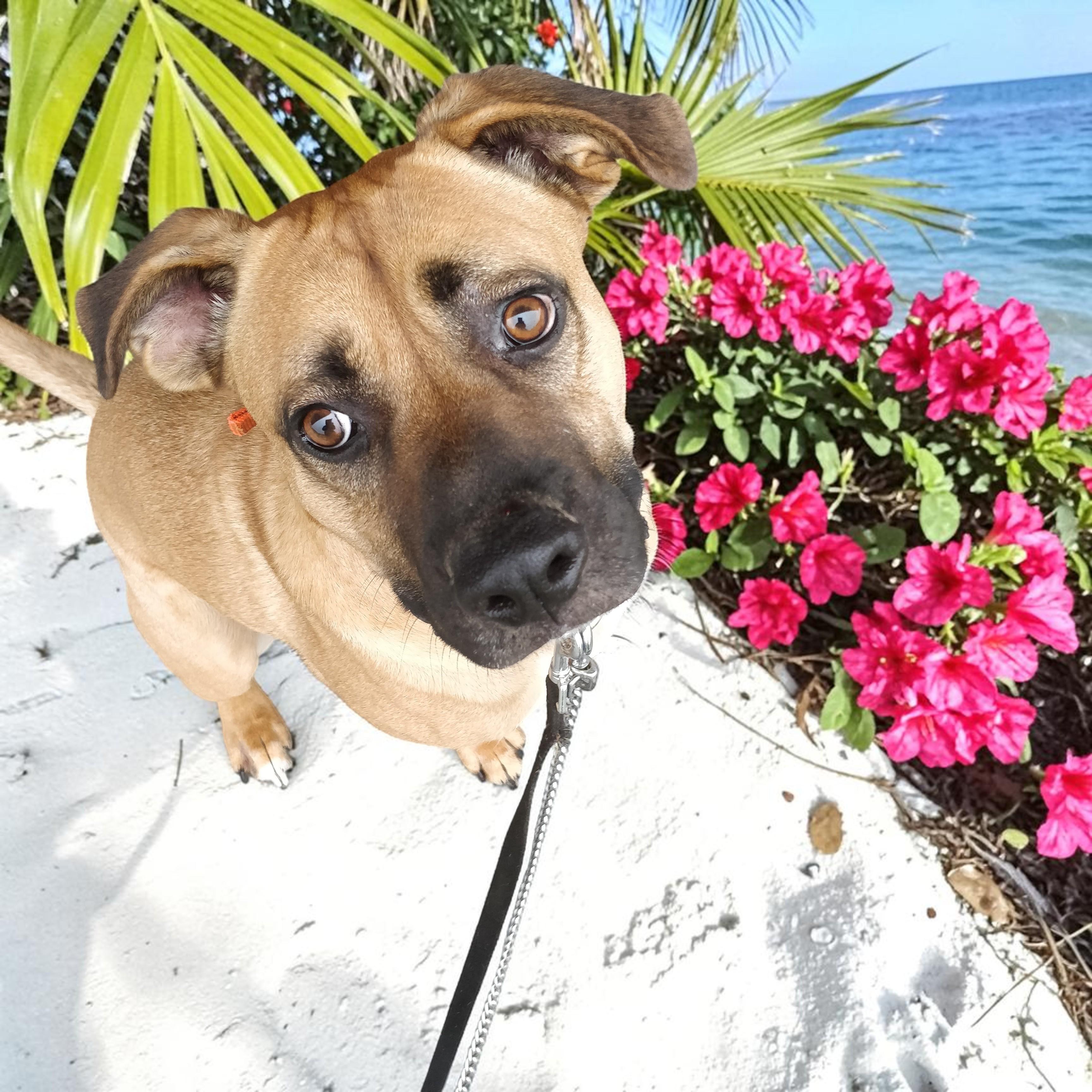 Romeo , Adoptable, Adult Male Black Mouth Cur.