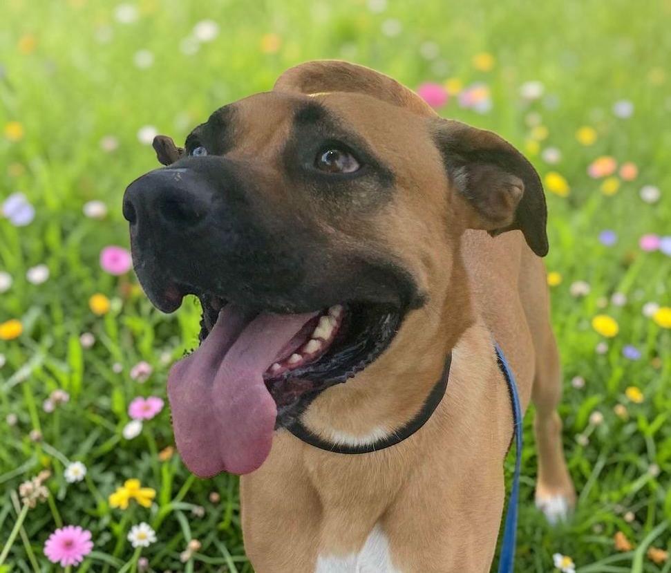 Enlarge Romeo , a Adoptable Black Mouth Cur in Boulder, CO image 6/6
