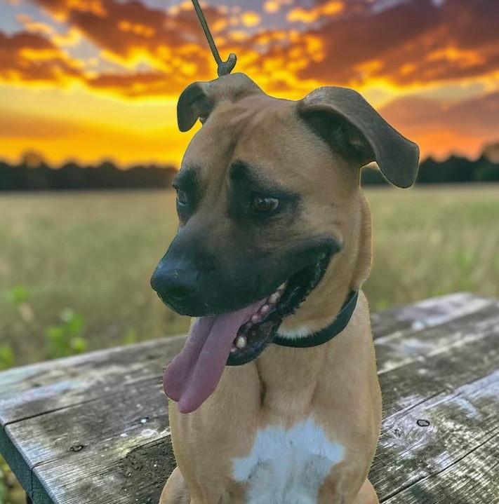 Enlarge Romeo , a Adoptable Black Mouth Cur in Boulder, CO image 4/6
