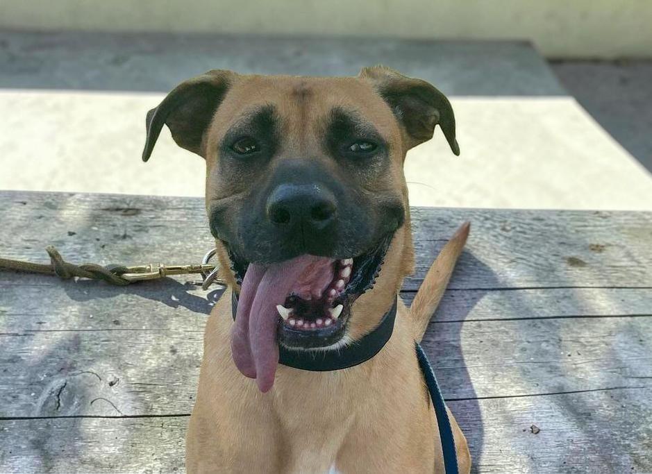 Enlarge Romeo , a Adoptable Black Mouth Cur in Boulder, CO image 5/6
