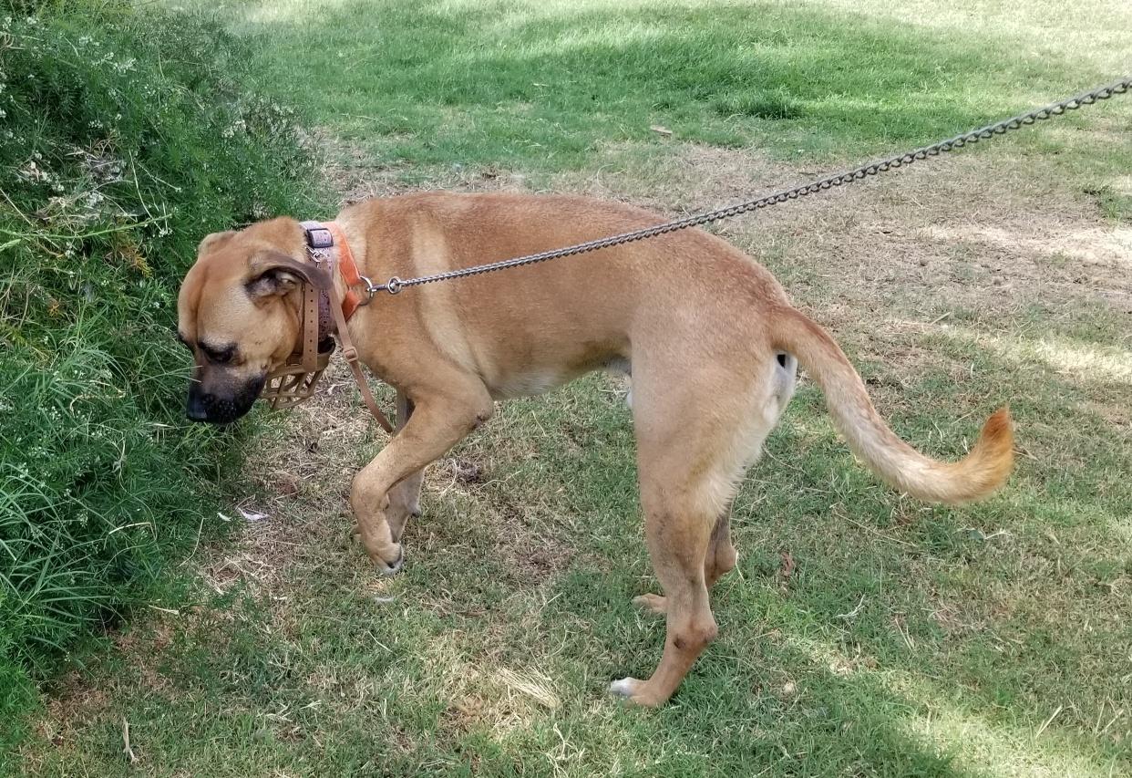 Enlarge Romeo , a Adoptable Black Mouth Cur in Boulder, CO image 2/6