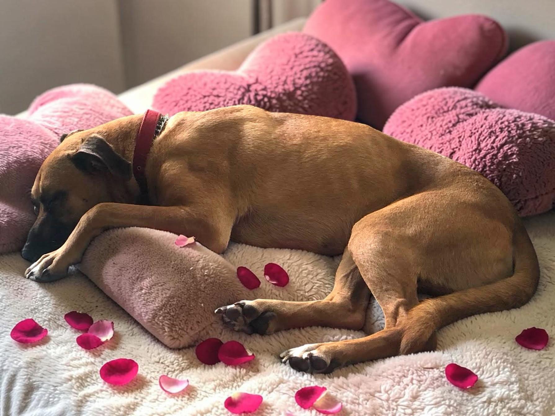 Enlarge Romeo , a Adoptable Black Mouth Cur in Boulder, CO image 3/6