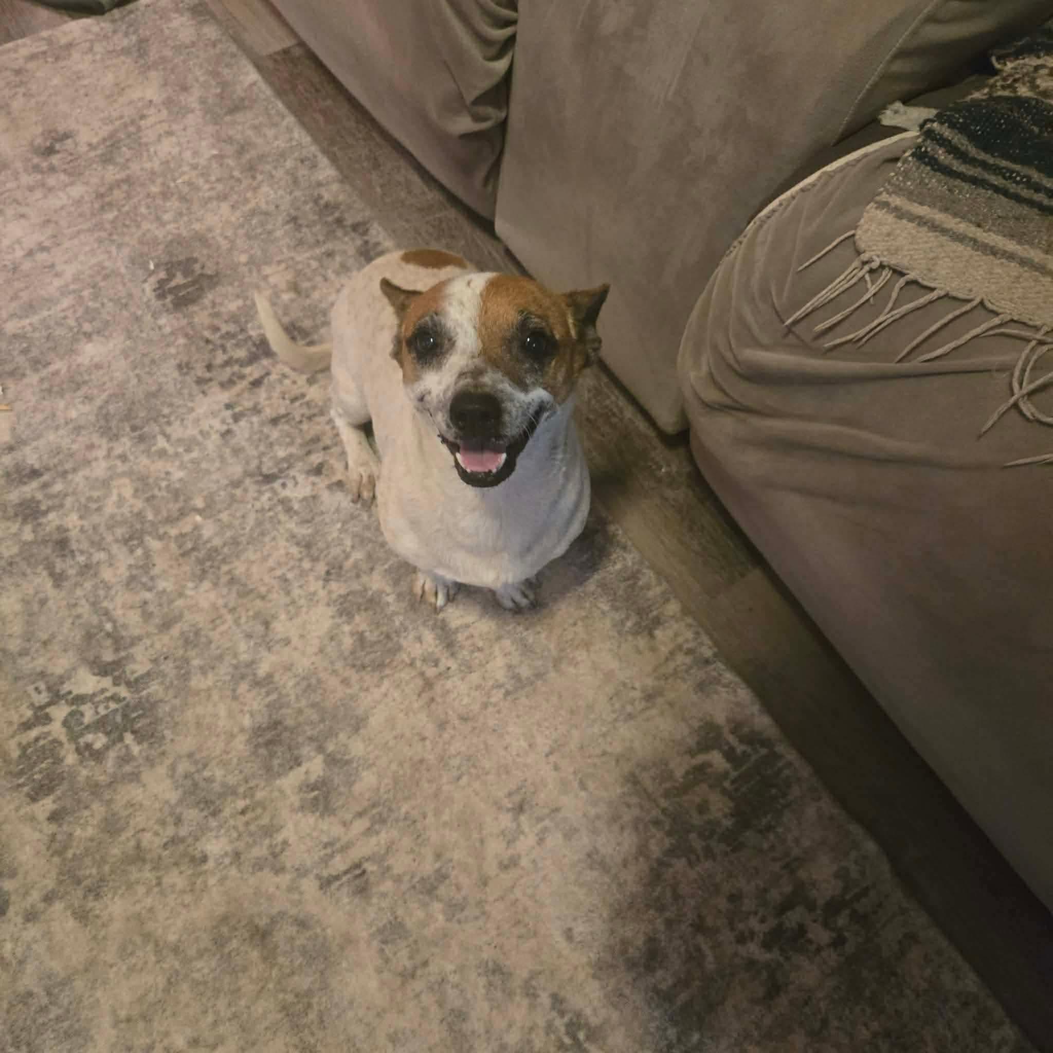 Speckles, ADOPTABLE, Adult Female Terrier & Chihuahua.