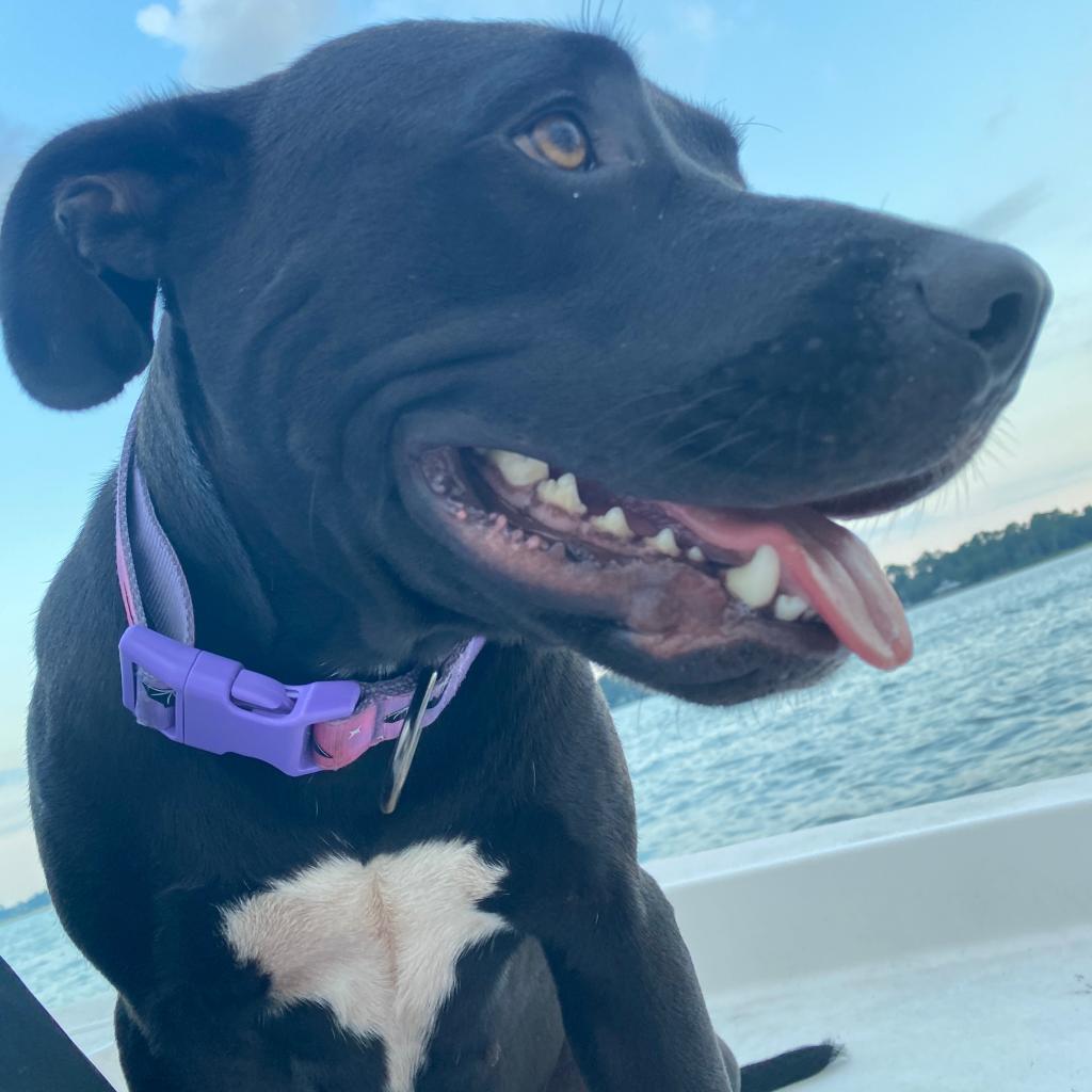 Darcy photo