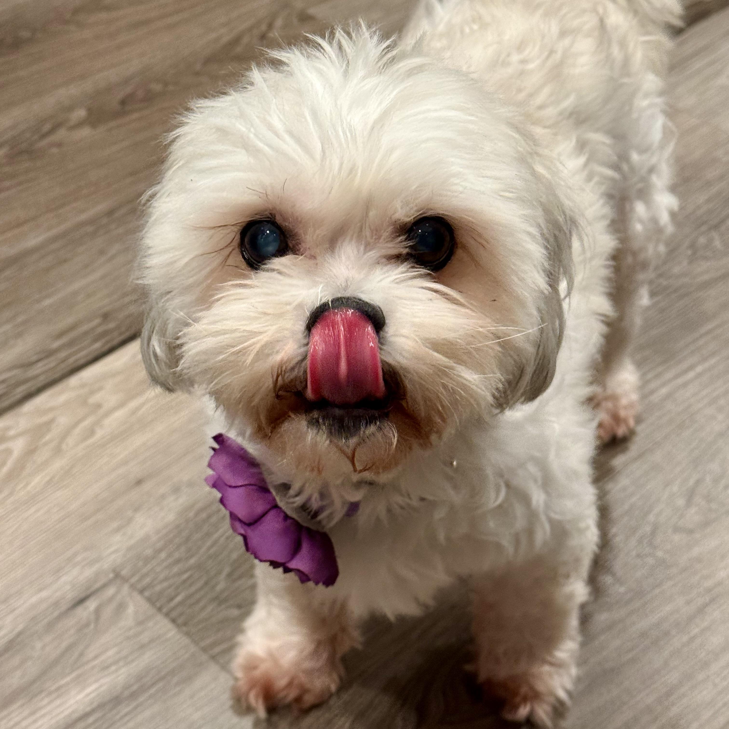 Enlarge Izzy, an adopted mixed breed in Prior Lake, MN image 3/6