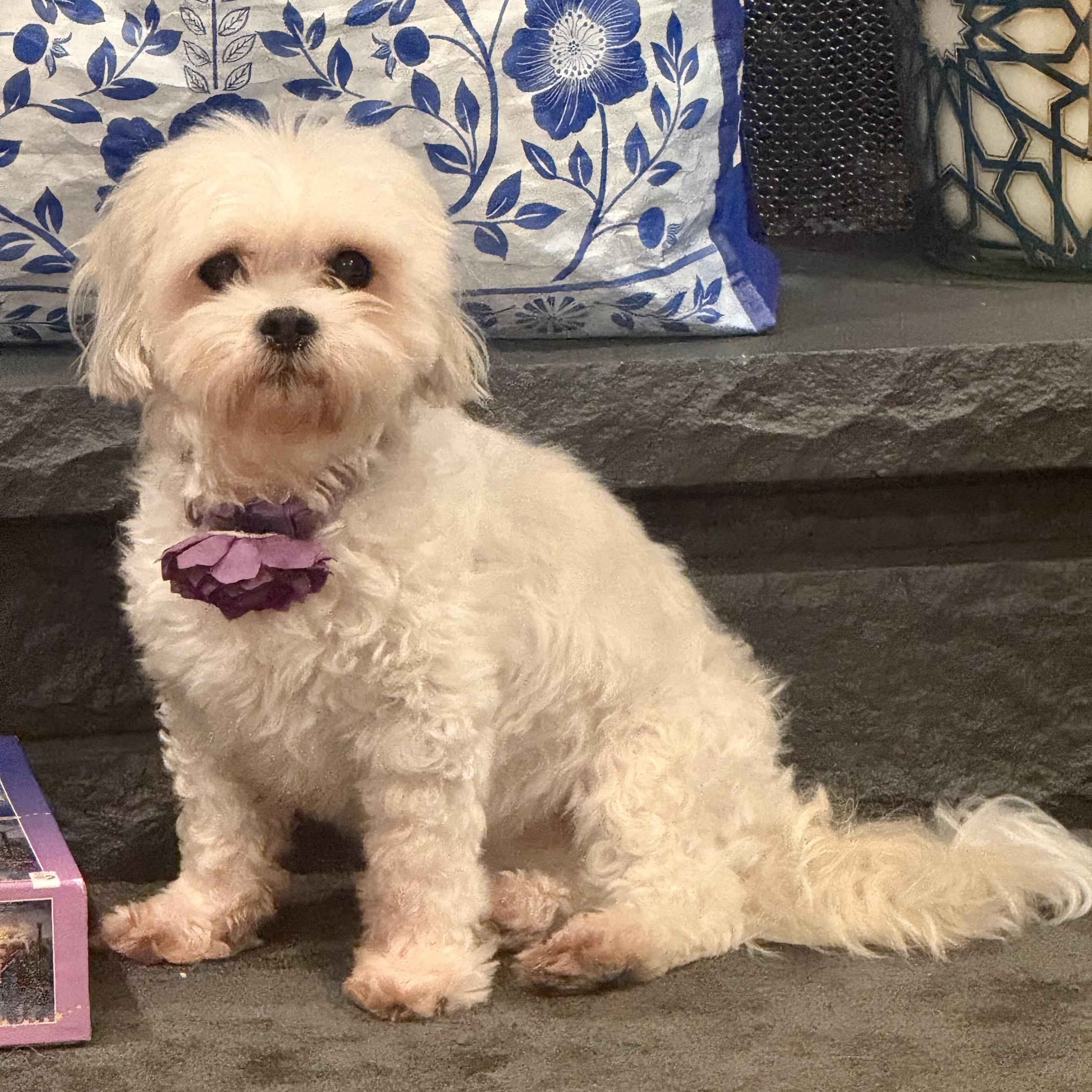 Enlarge Izzy, an adopted mixed breed in Prior Lake, MN image 6/6