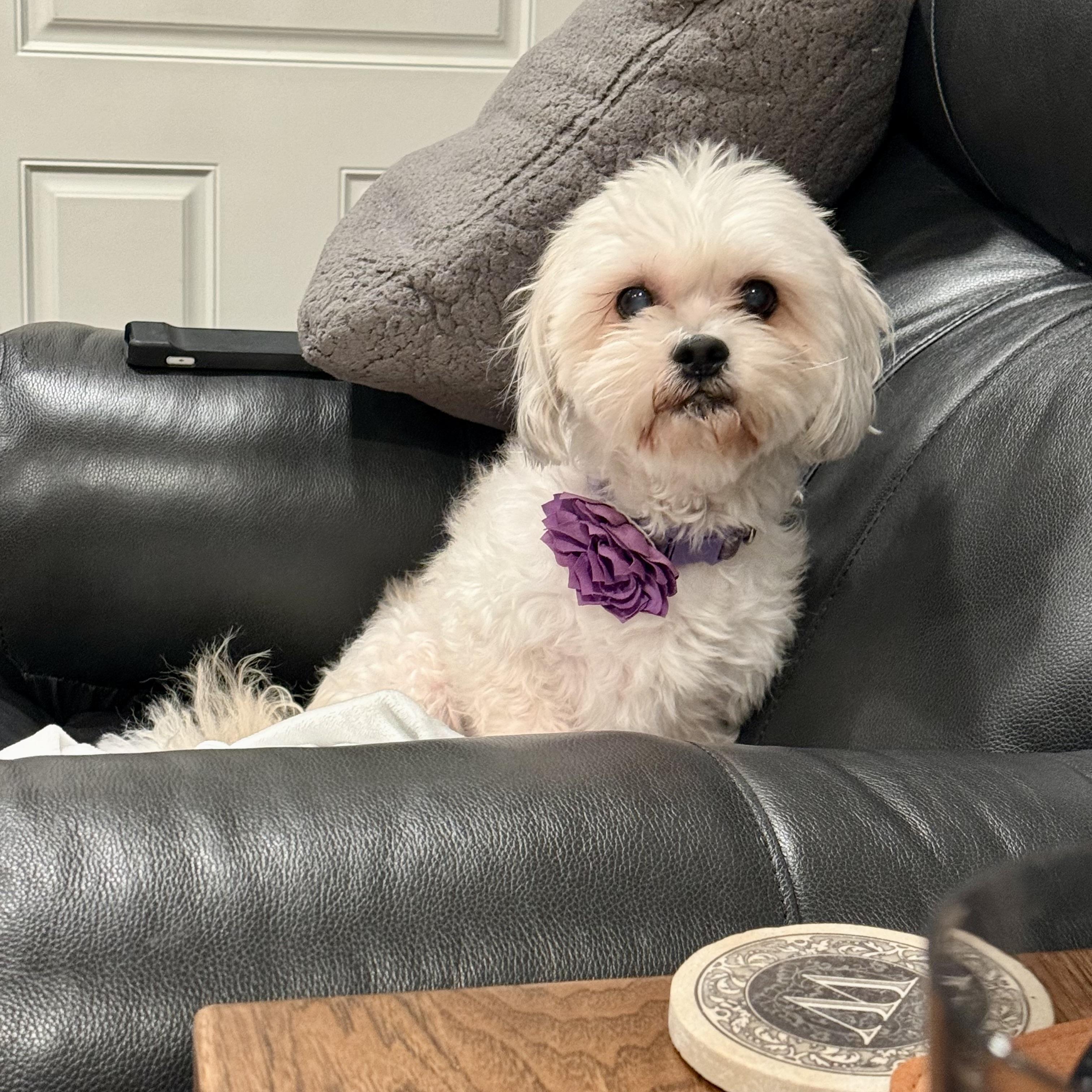 Enlarge Izzy, an adopted mixed breed in Prior Lake, MN image 4/6