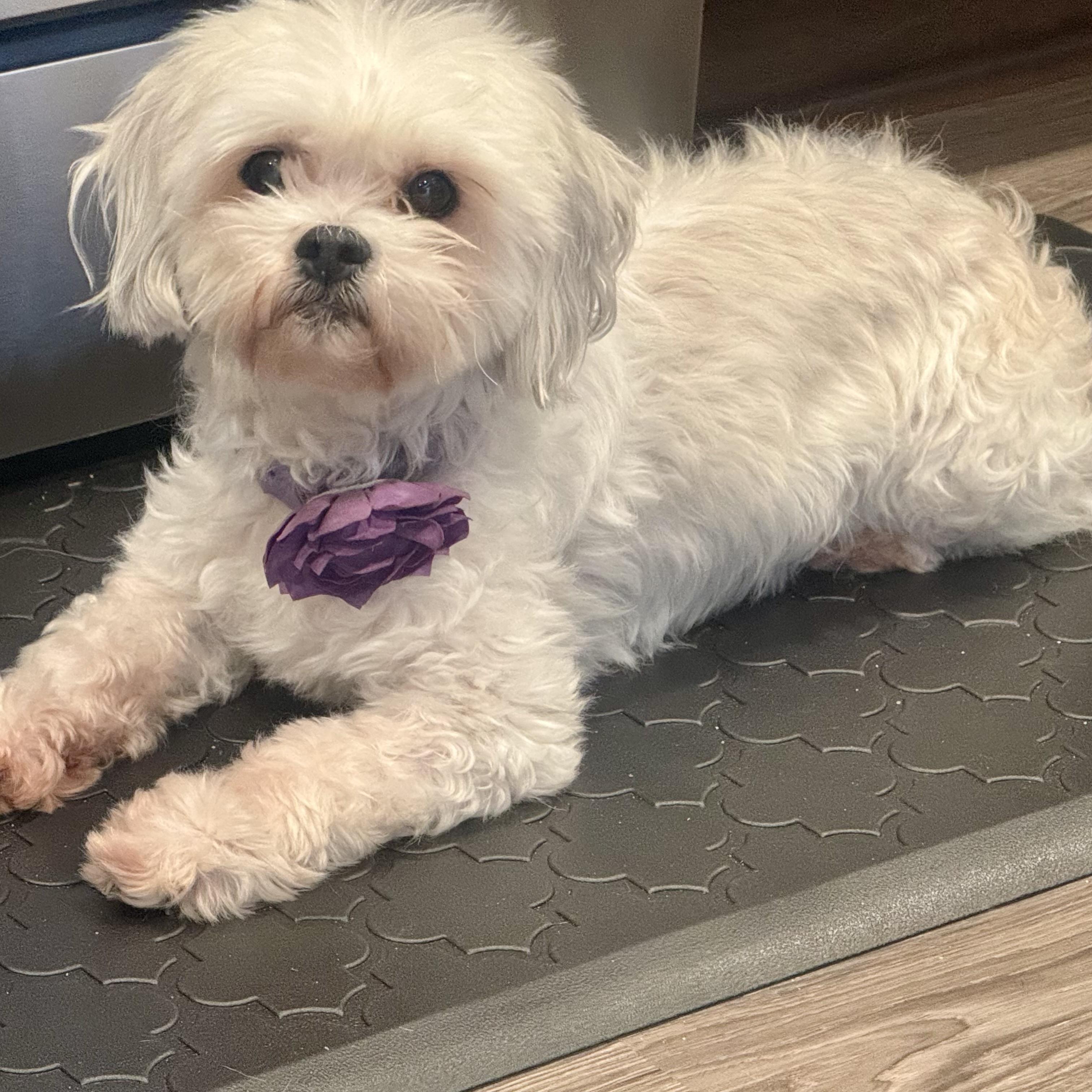 Enlarge Izzy, an adopted mixed breed in Prior Lake, MN image 2/6