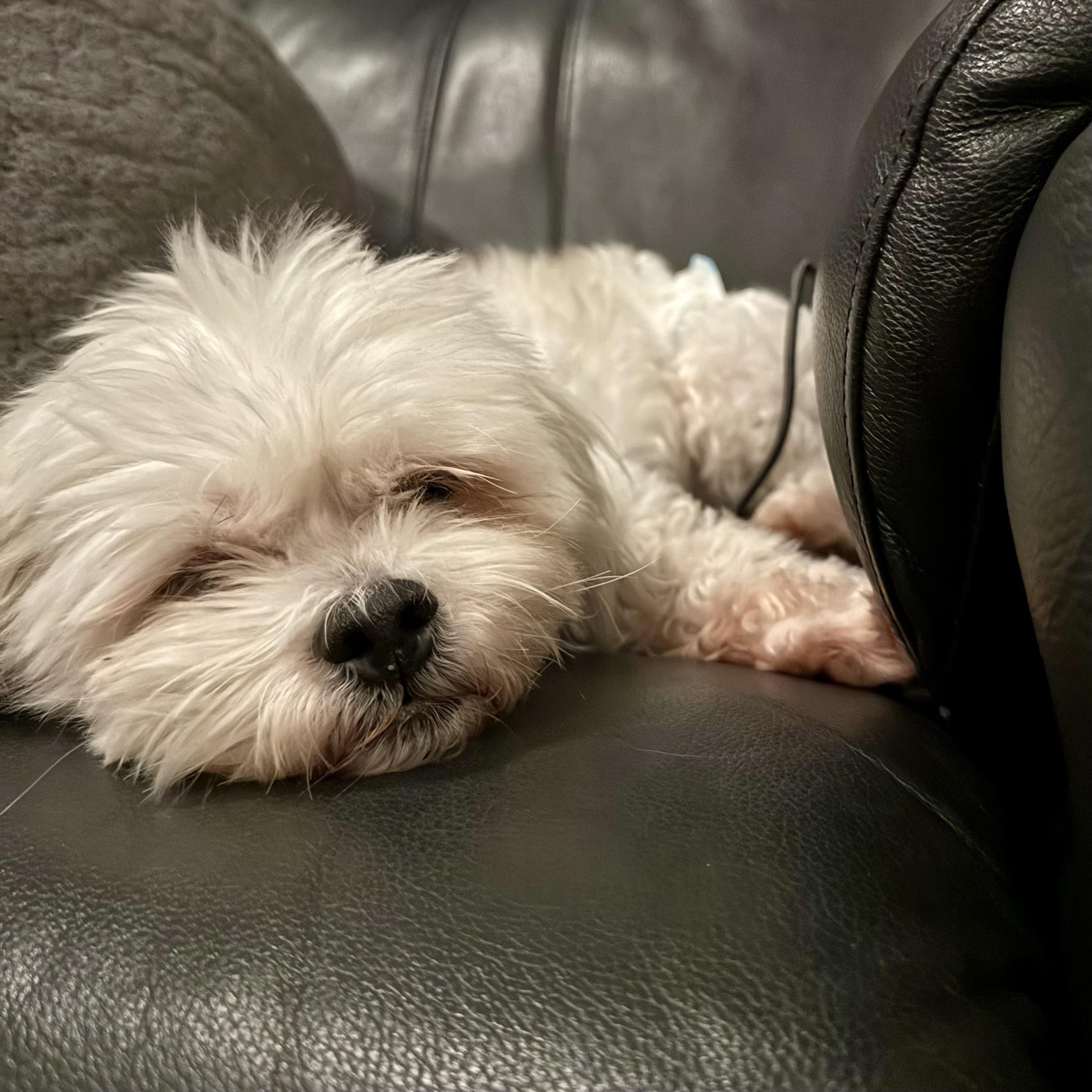 Enlarge Izzy, an adopted mixed breed in Prior Lake, MN image 5/6