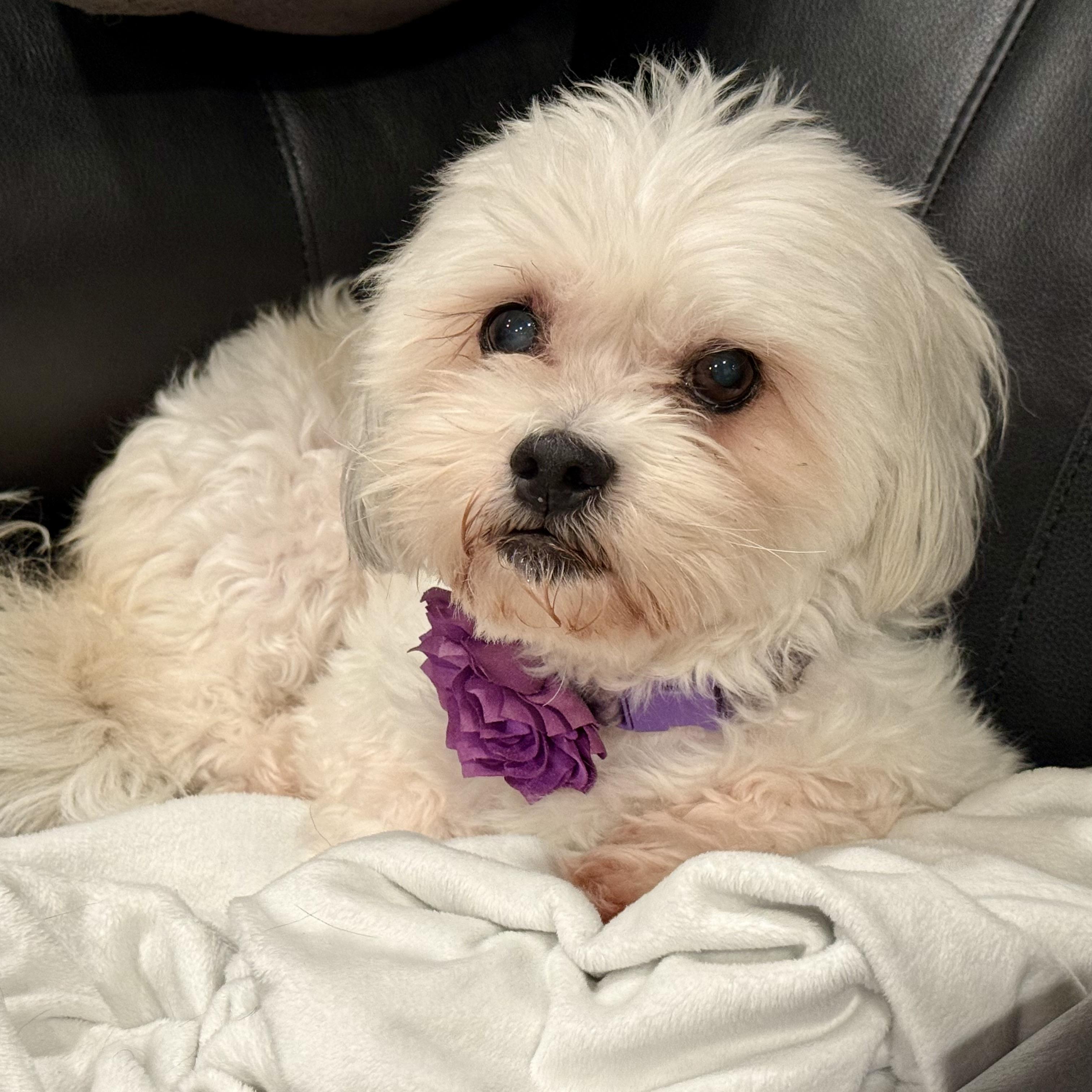 Enlarge Izzy, an adopted mixed breed in Prior Lake, MN image 1/6