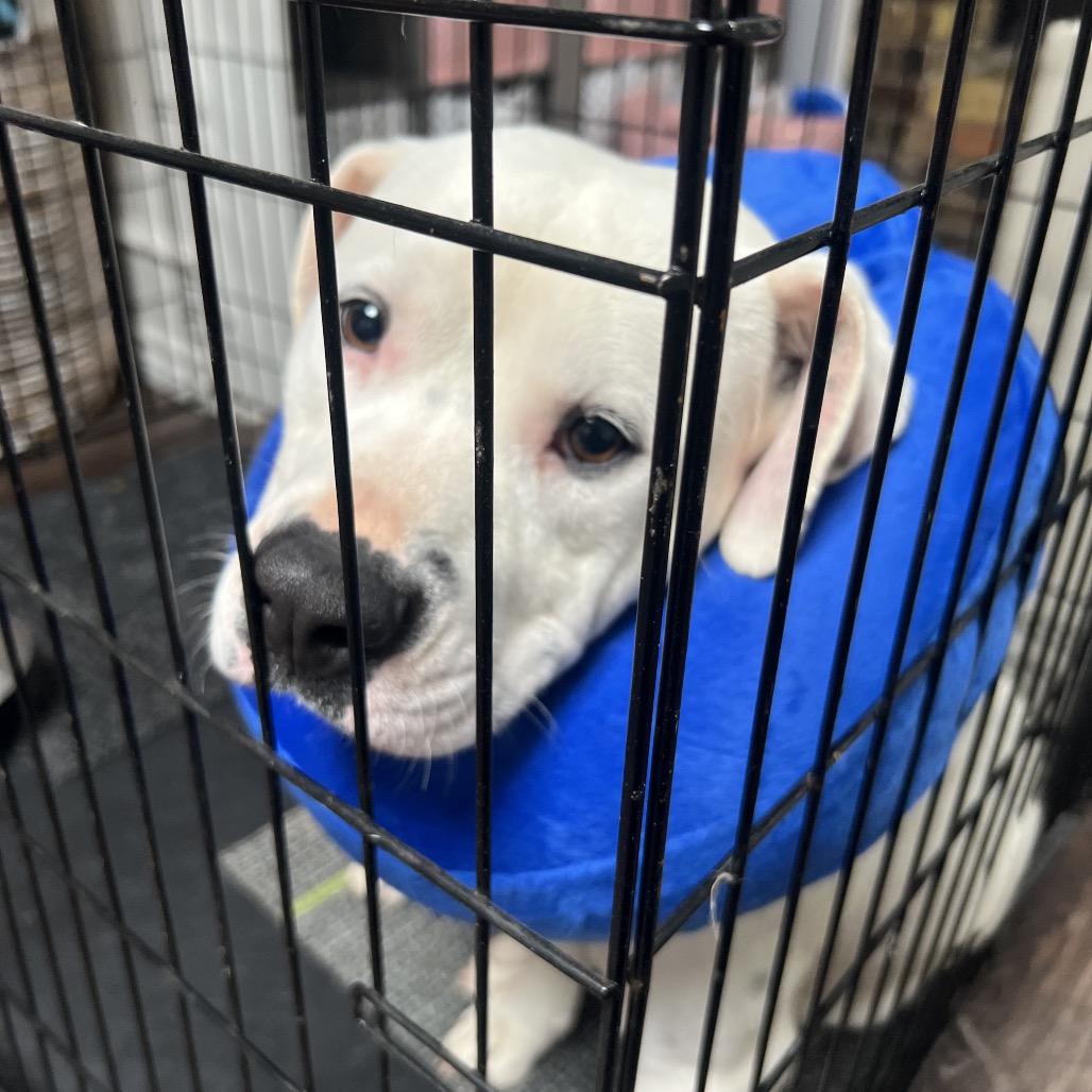 Dobby, Adoptable, Adult Male Pit Bull Terrier & Boxer.