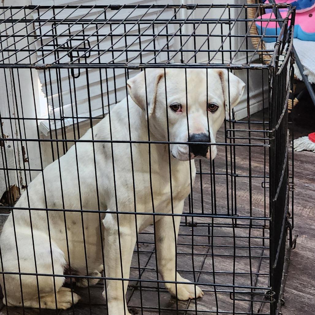 Enlarge Dobby, a Adoptable mixed breed in Dallas, TX image 2/6