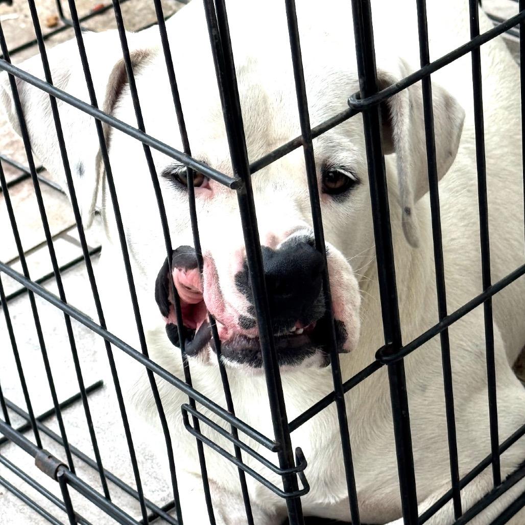 Enlarge Dobby, a Adoptable mixed breed in Dallas, TX image 4/6