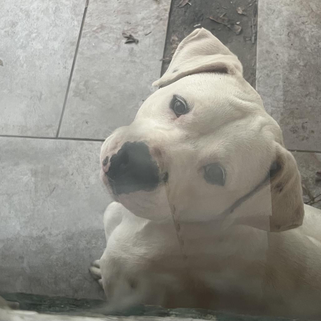 Enlarge Dobby, a Adoptable mixed breed in Dallas, TX image 5/6