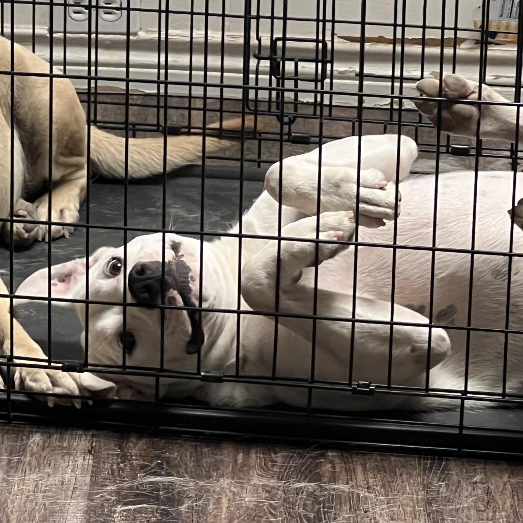 Enlarge Dobby, a Adoptable mixed breed in Dallas, TX image 6/6