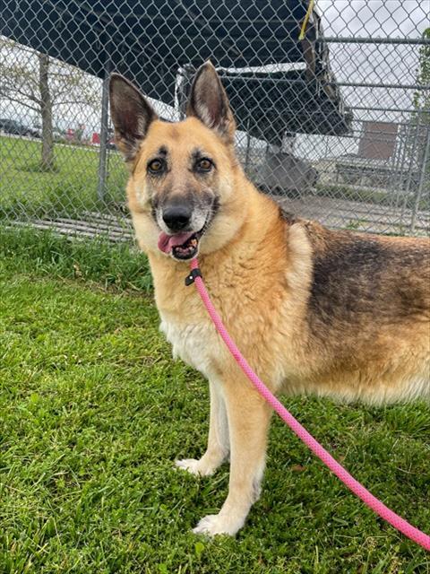 NANA, Adoptable, Adult Female German Shepherd Dog.