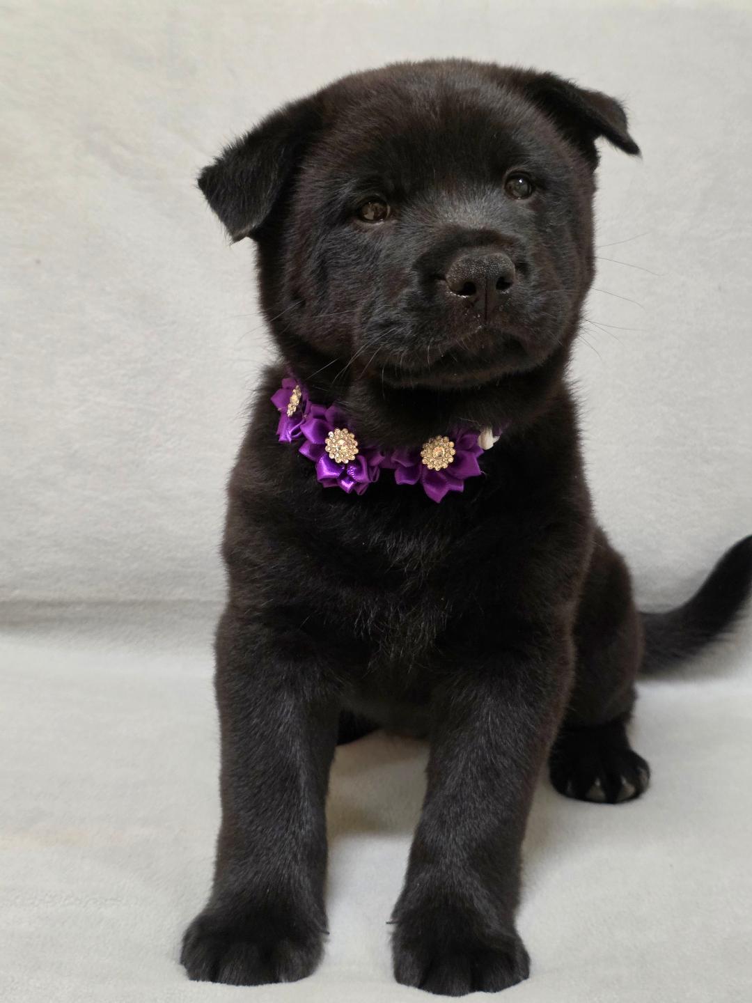 Enlarge Bao, a ADOPTABLE mixed breed in Phenix City, AL image 2/5