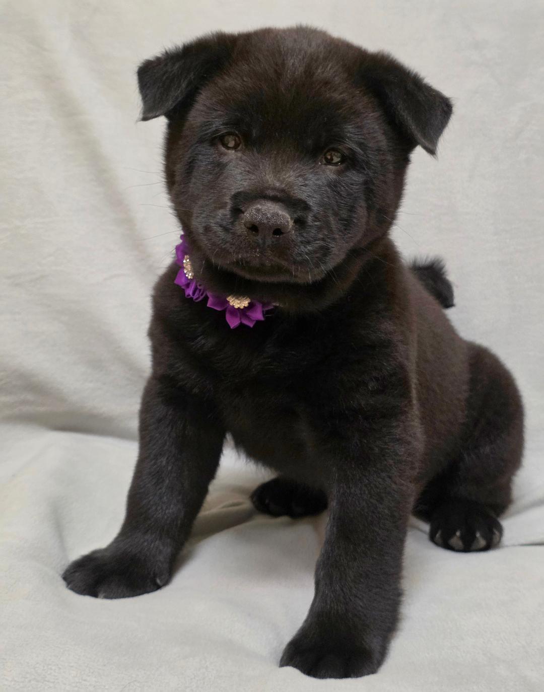 Enlarge Bao, a ADOPTABLE mixed breed in Phenix City, AL image 5/5