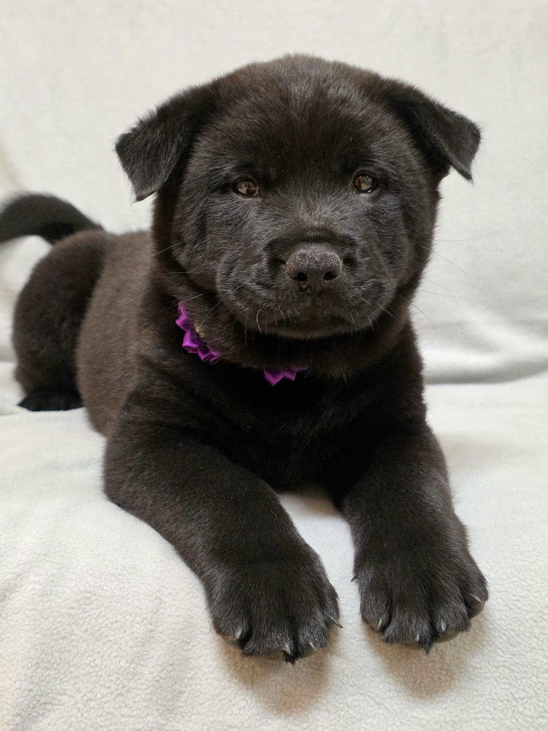 Enlarge Bao, a ADOPTABLE mixed breed in Phenix City, AL image 3/5