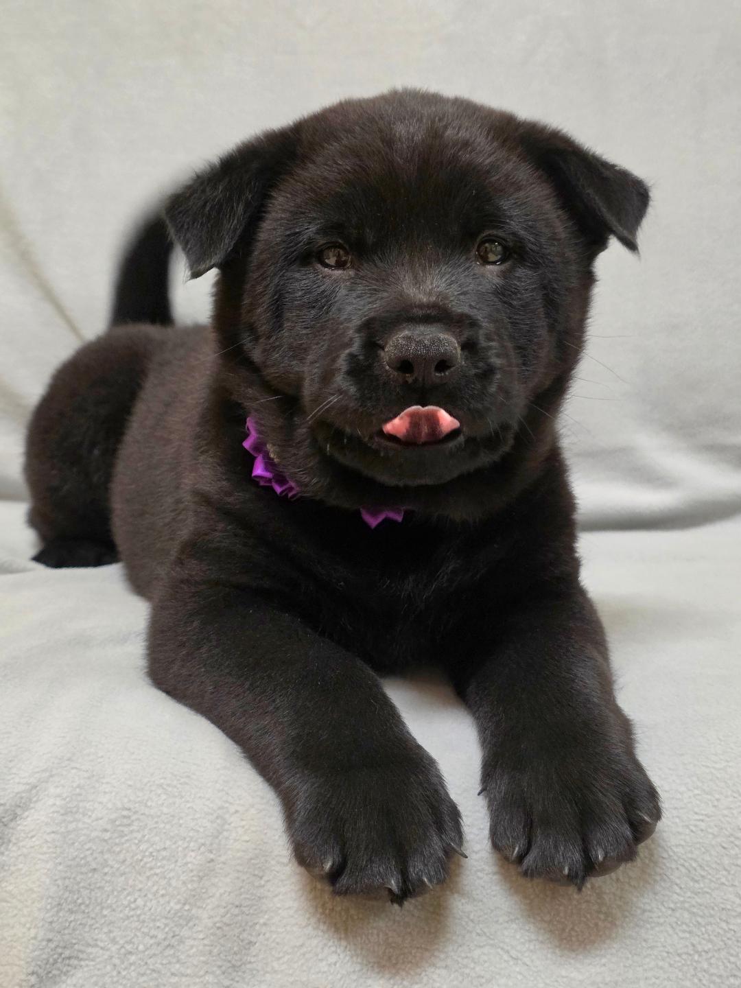 Enlarge Bao, a ADOPTABLE mixed breed in Phenix City, AL image 4/5