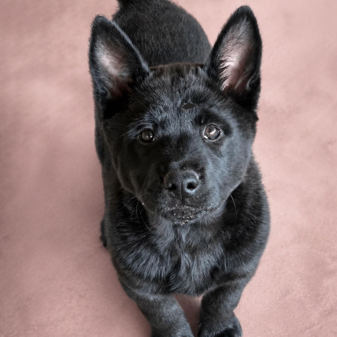 Enlarge Bao, an adopted mixed breed in Phenix City, AL image 1/5
