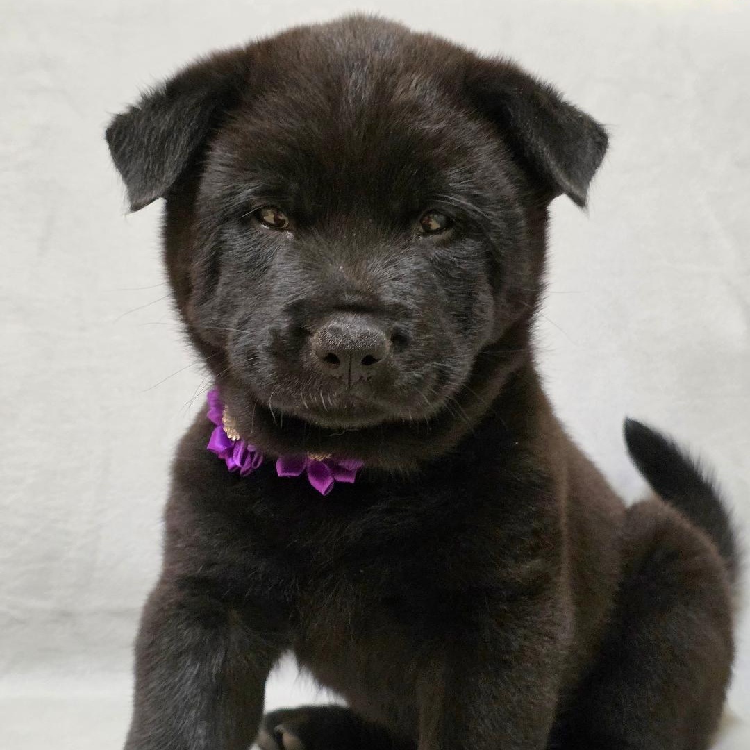 Bao, ADOPTABLE, Puppy Female Chow Chow.