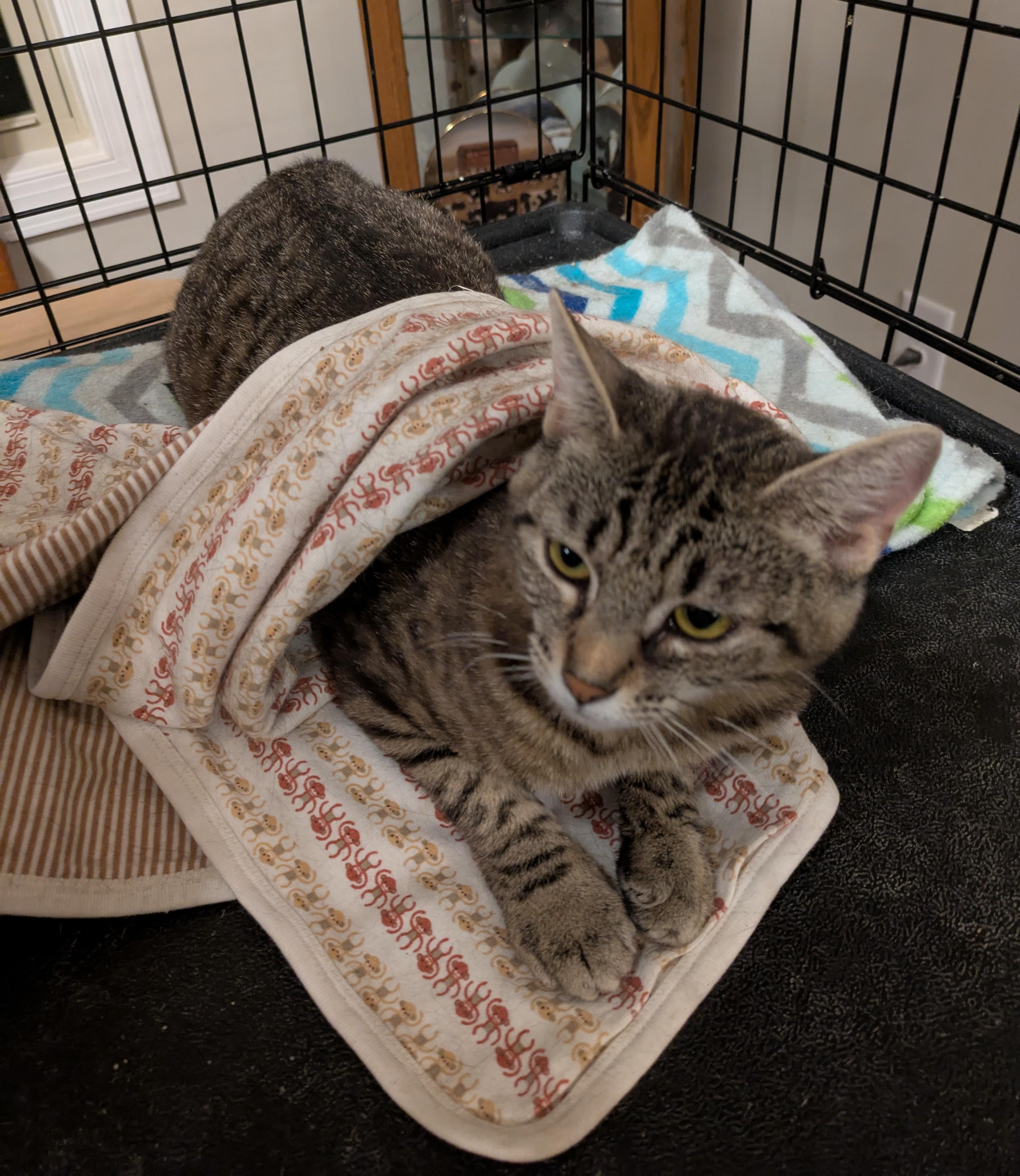SECOND-HAND ROSE, Adoptable, Adult Female Tabby.