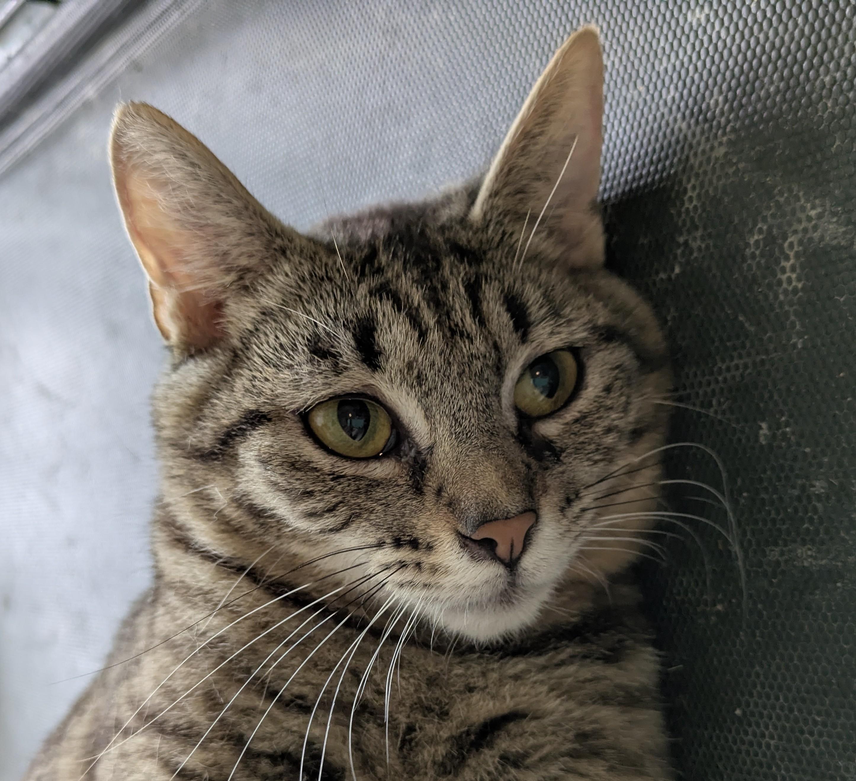SECOND-HAND ROSE, a Adoptable Tabby in Lebanon, TN image 3/5