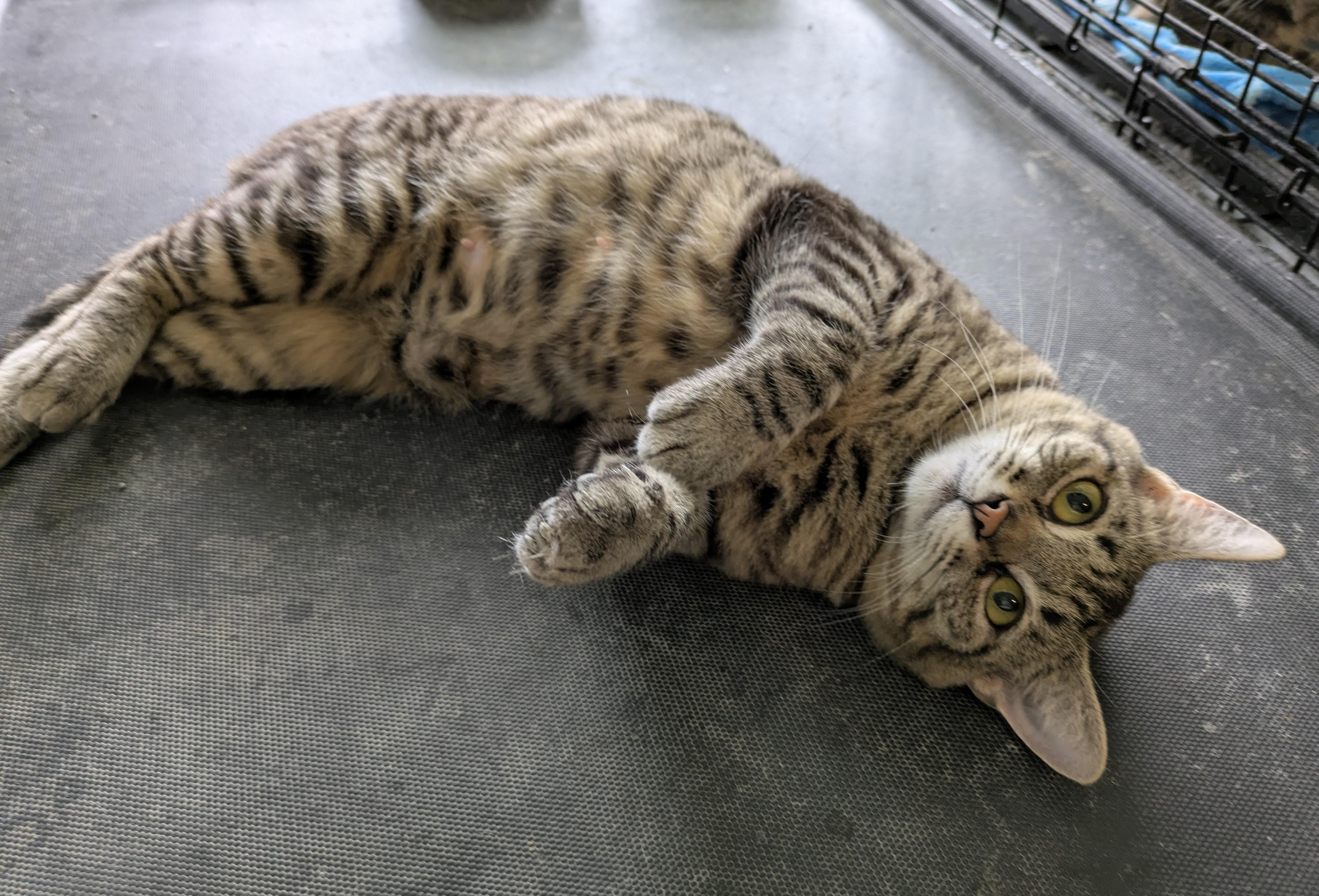 SECOND-HAND ROSE, a Adoptable Tabby in Lebanon, TN image 2/5