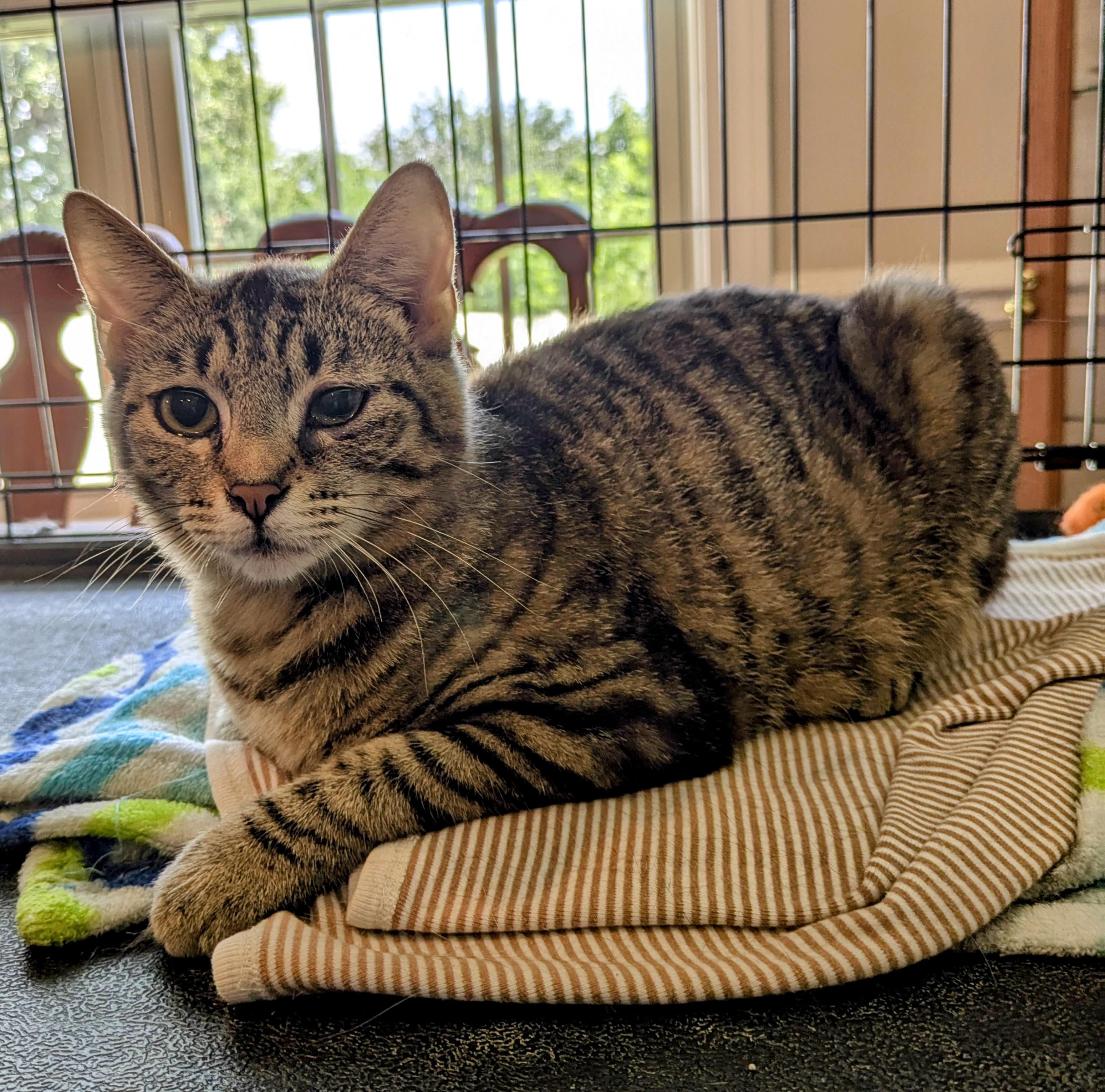 SECOND-HAND ROSE, a Adoptable Tabby in Lebanon, TN image 4/5