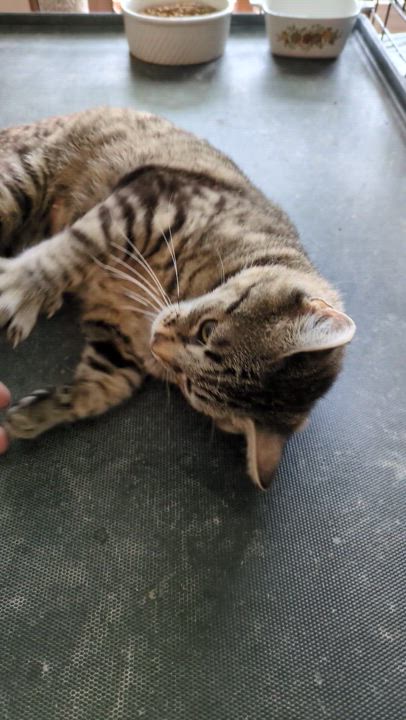 Enlarge SECOND-HAND ROSE, a Adoptable Tabby in Lebanon, TN video 5/5