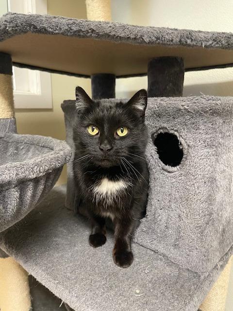 CHEENY, Adoptable, Adult Female Domestic Short Hair.