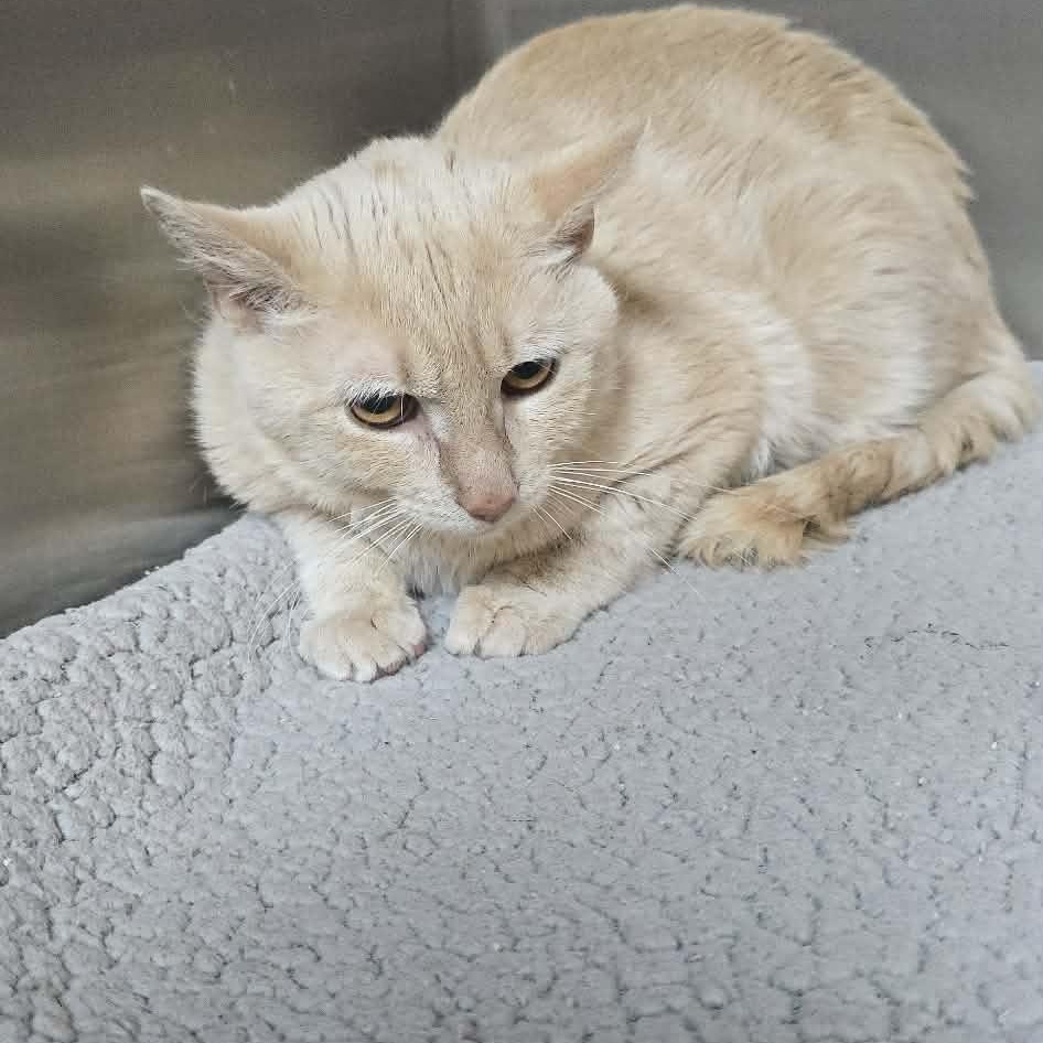 Enlarge Hubert, an adoptable Domestic Short Hair in Orange, VA image 1/1