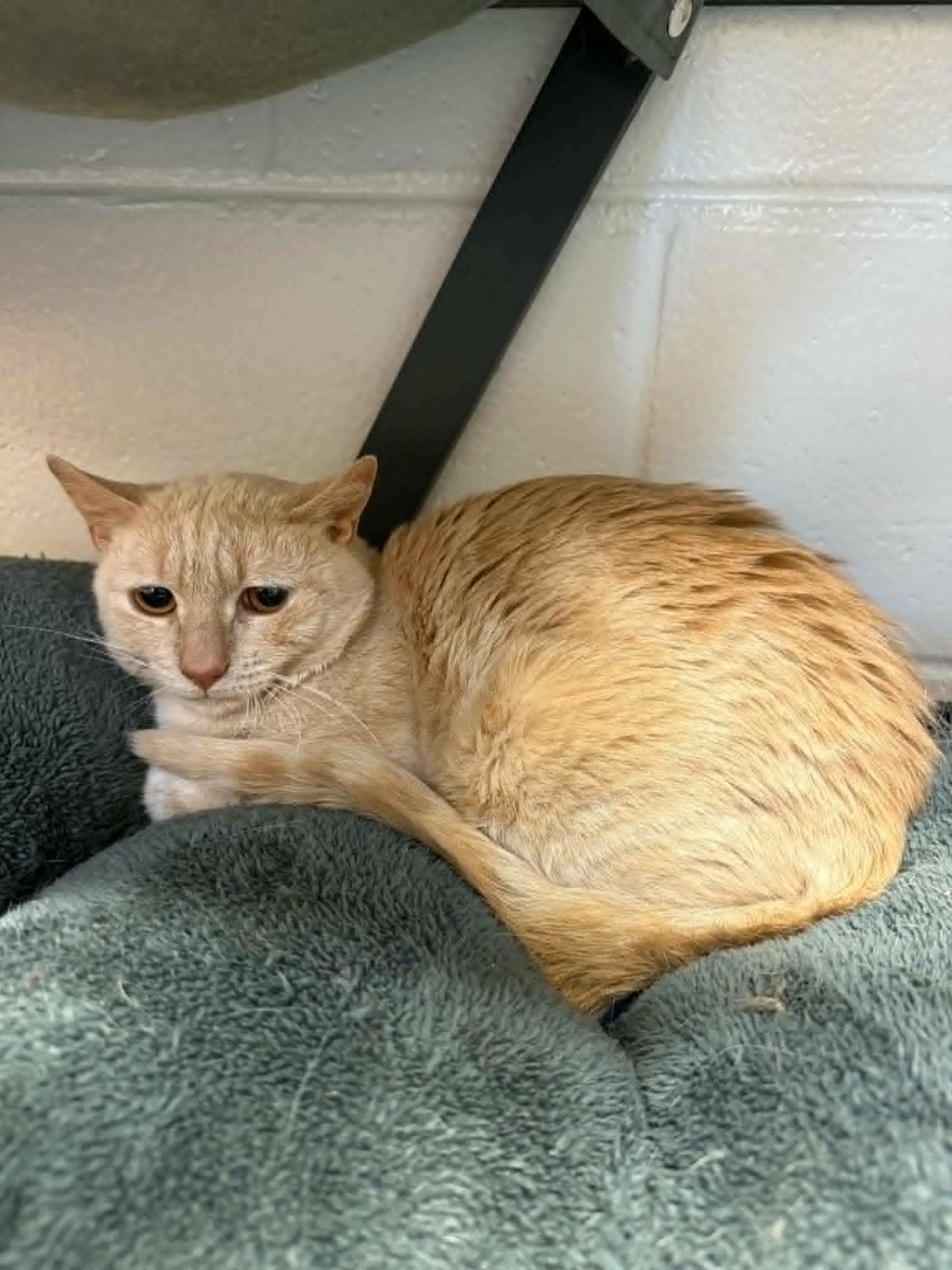 Hubert, an adoptable Domestic Short Hair in Orange, VA image 4/5