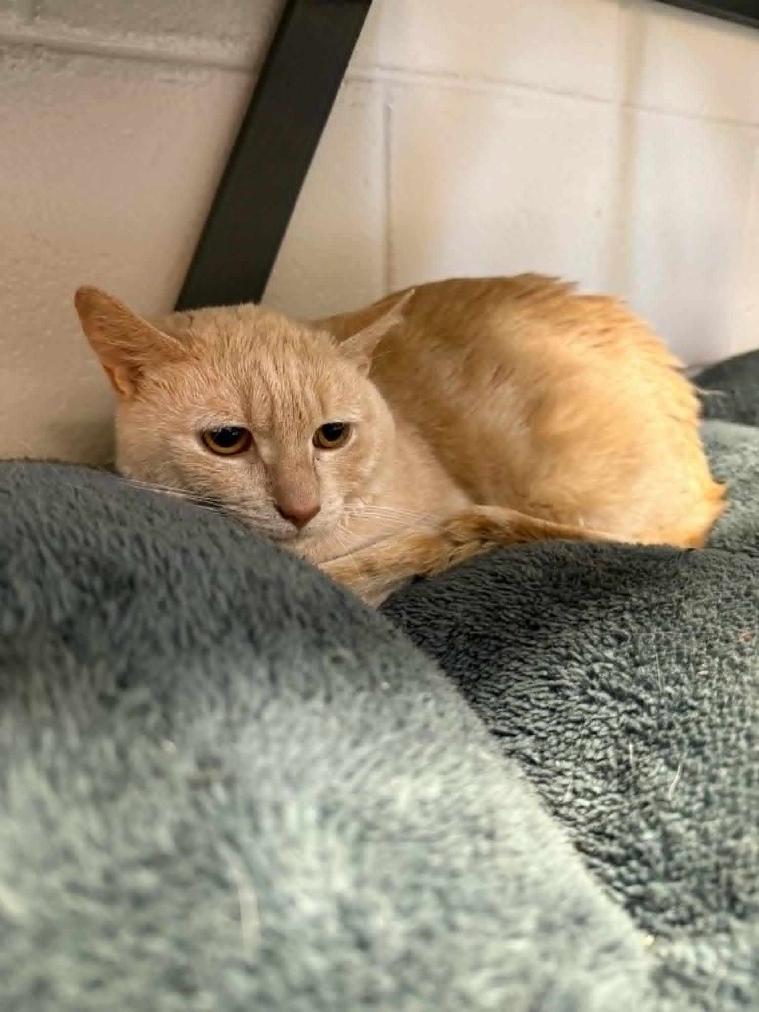 Hubert, an adoptable Domestic Short Hair in Orange, VA image 3/5