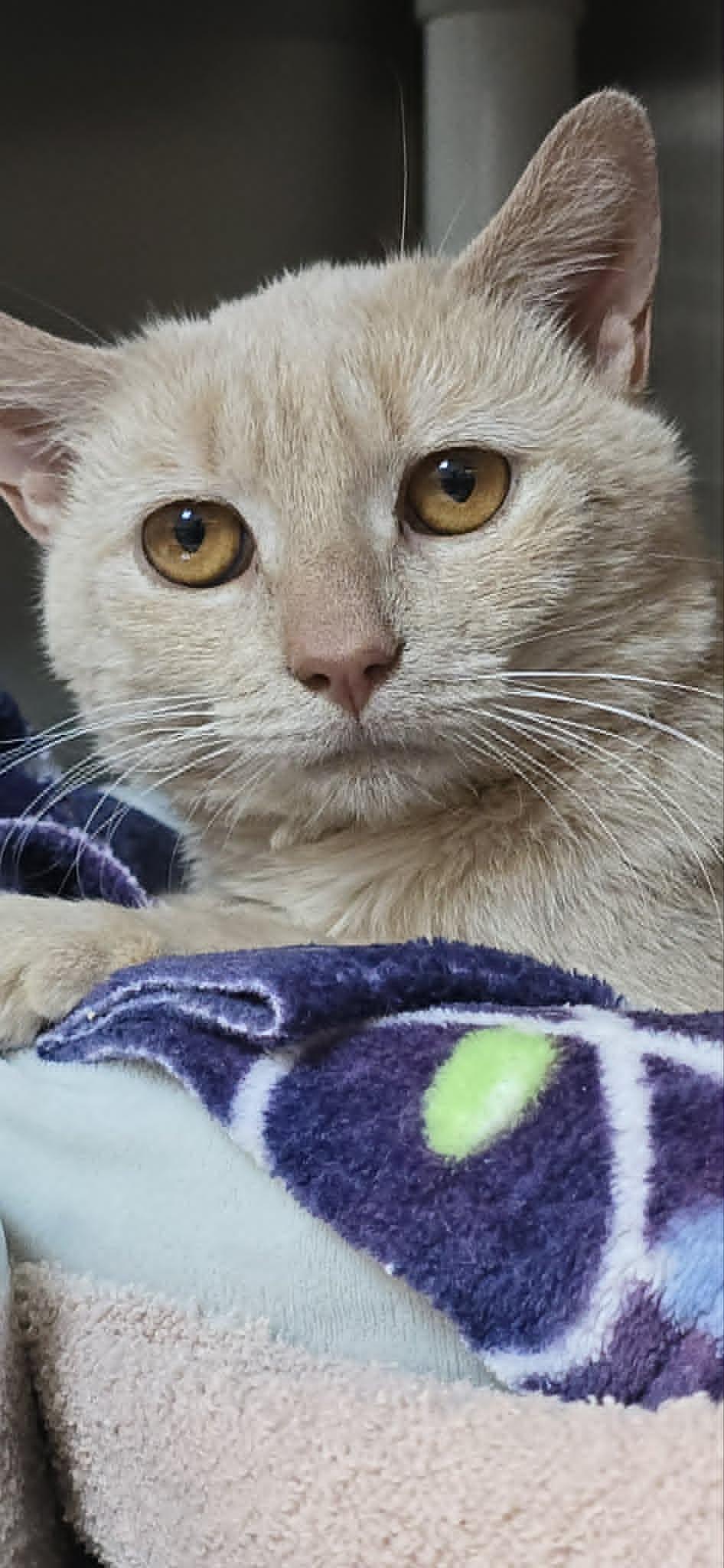 Hubert, an adoptable Domestic Short Hair in Orange, VA image 2/5