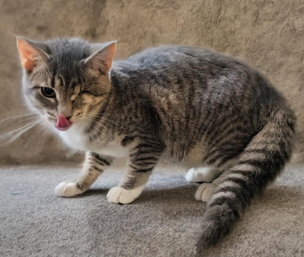 Shadow A2719548, Adopted, Young Female Domestic Short Hair.