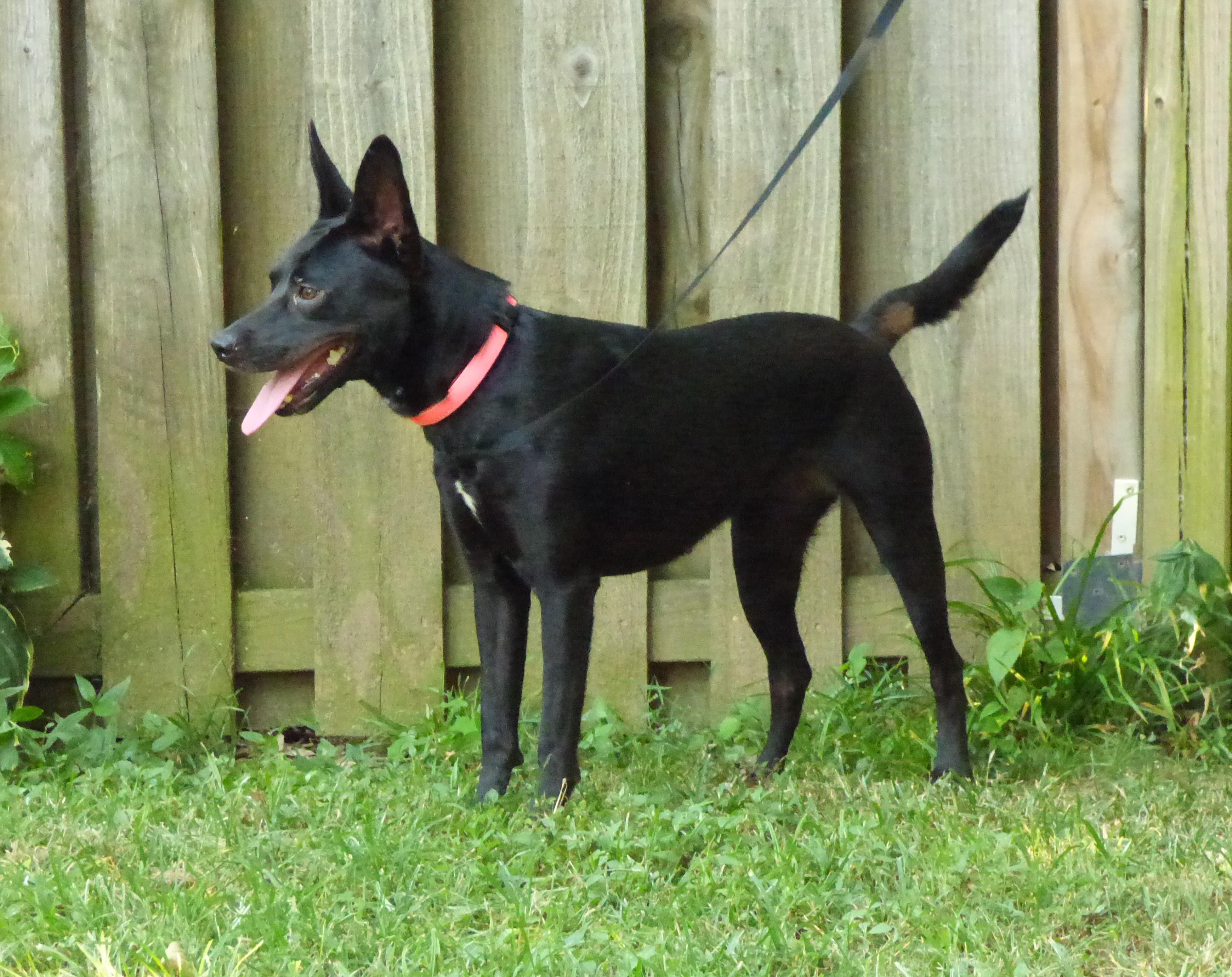 Enlarge Bailie, a Adopted mixed breed in Medfield, MA image 2/3