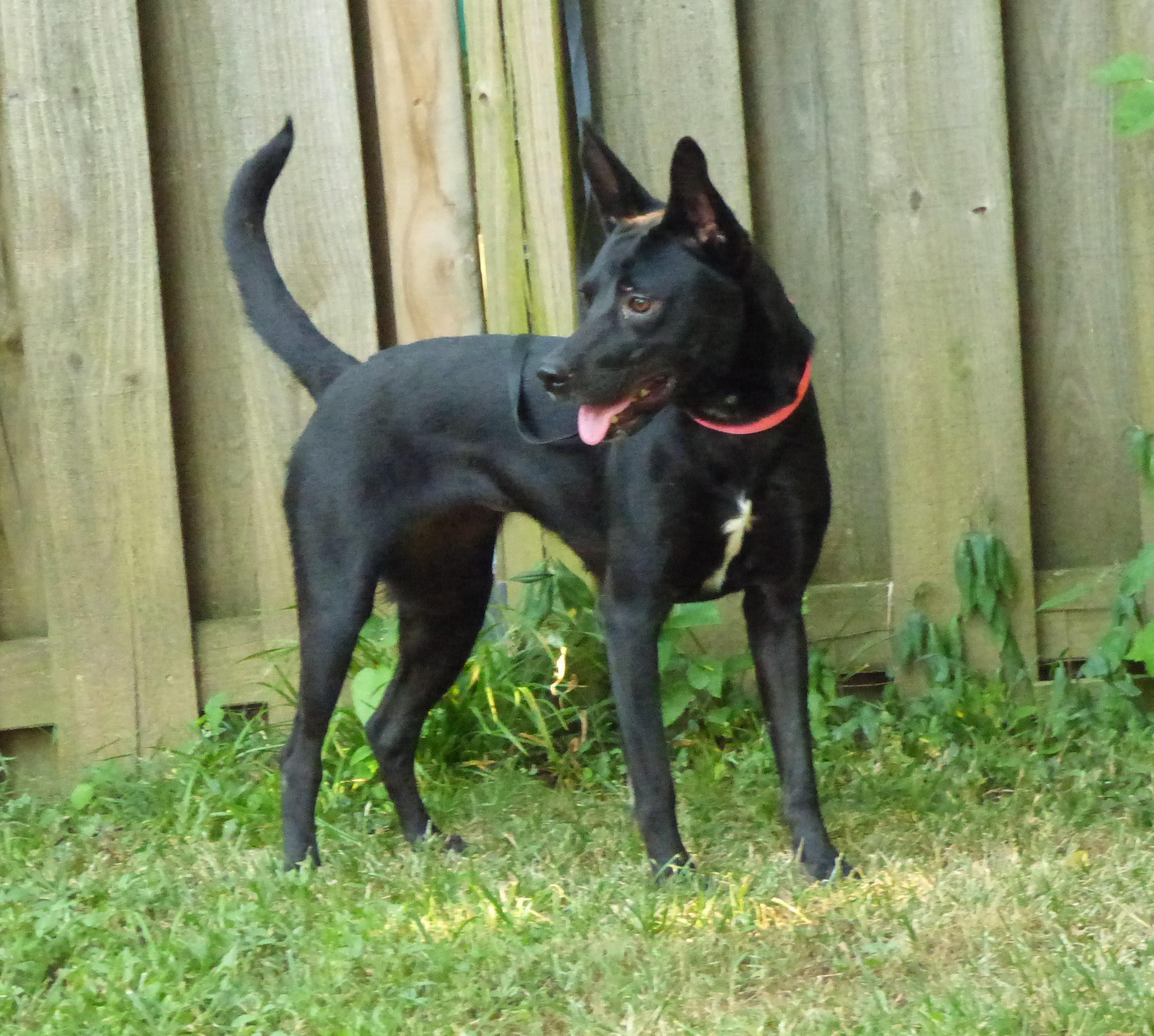Bailie, Adopted, Young Female Australian Cattle Dog / Blue Heeler & Labrador Retriever.