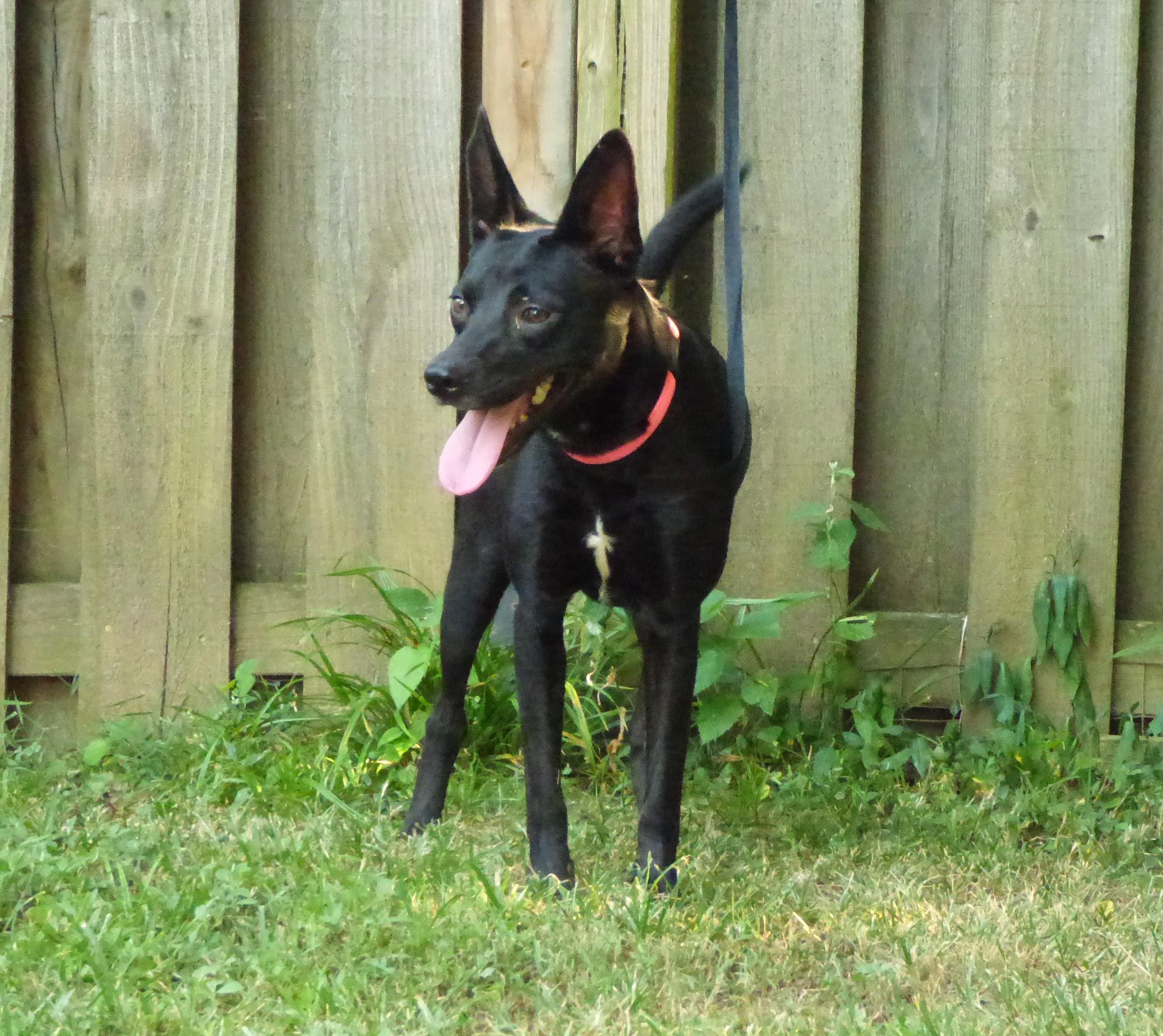 Enlarge Bailie, a Adopted mixed breed in Medfield, MA image 3/3