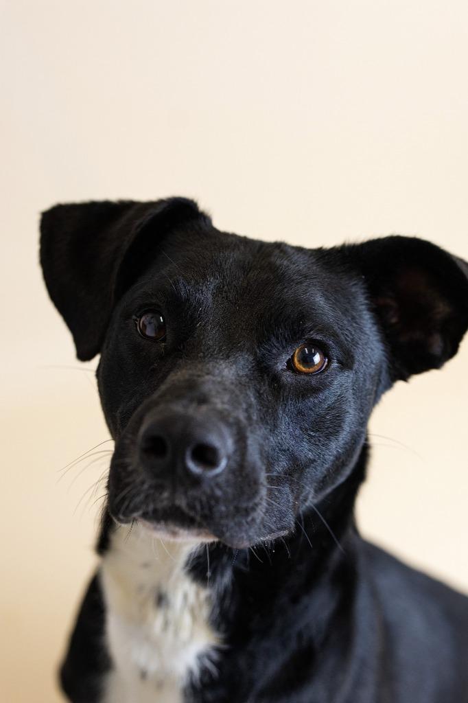 Enlarge Apollo, a Adoptable Labrador Retriever in Clarksville, TN image 1/3
