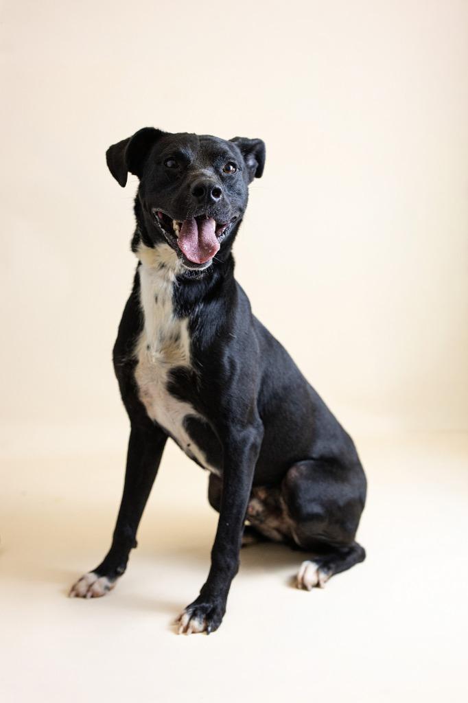 Enlarge Apollo, a Adoptable Labrador Retriever in Clarksville, TN image 2/3