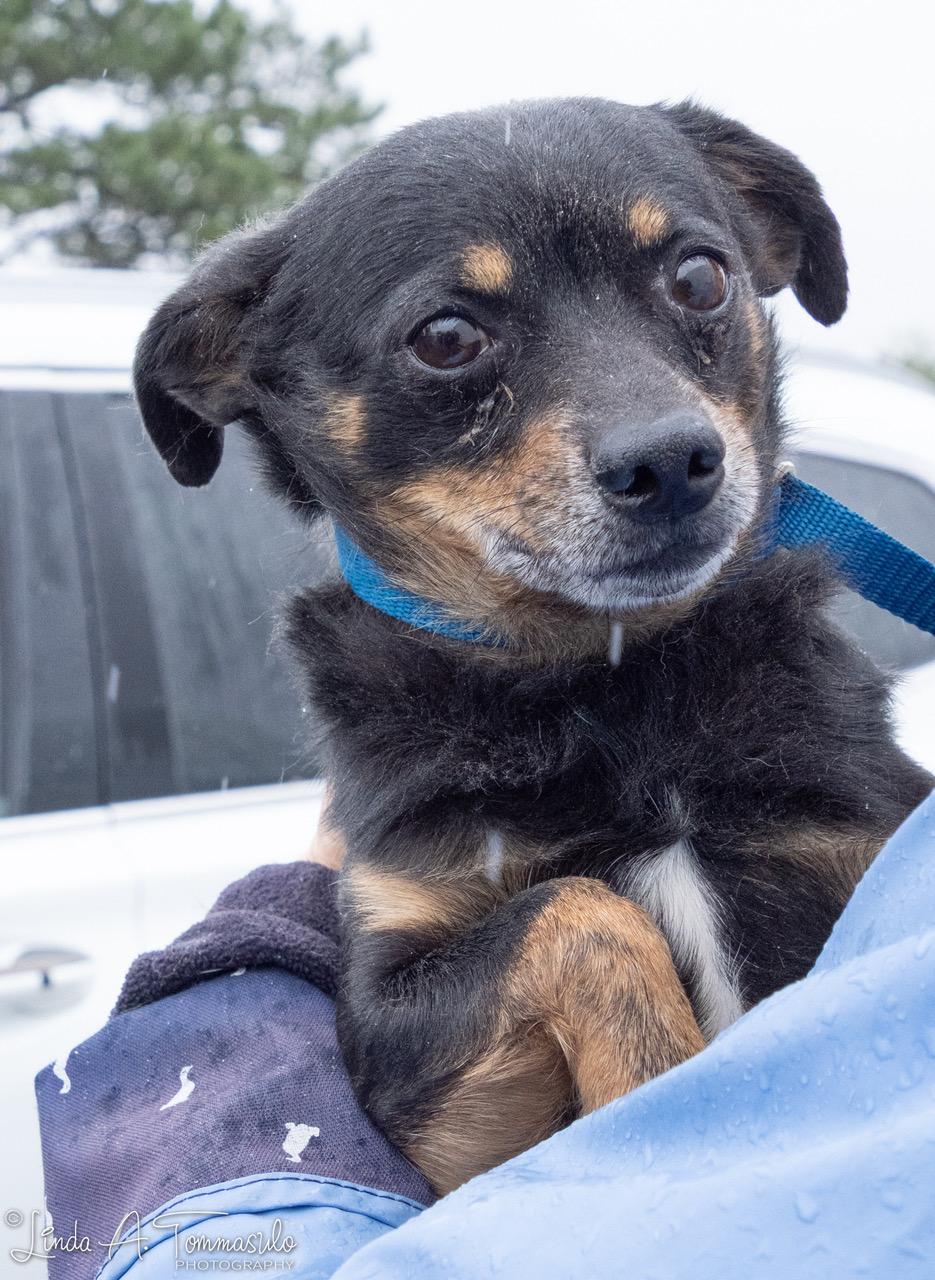 Enlarge Seven, a ADOPTABLE mixed breed in Albany, NY image 2/3