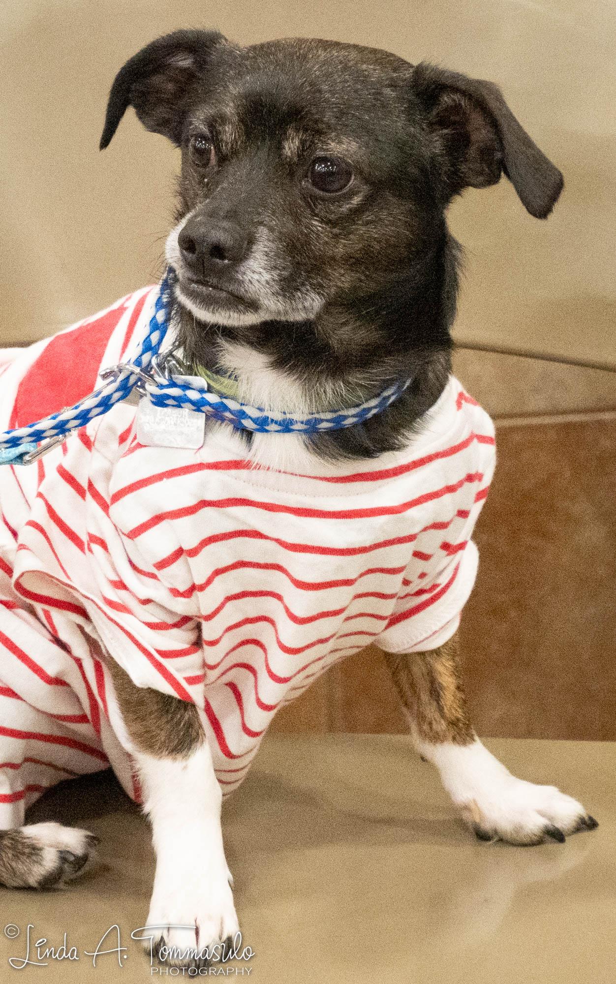 Enlarge Seven, a ADOPTABLE mixed breed in Albany, NY image 4/6