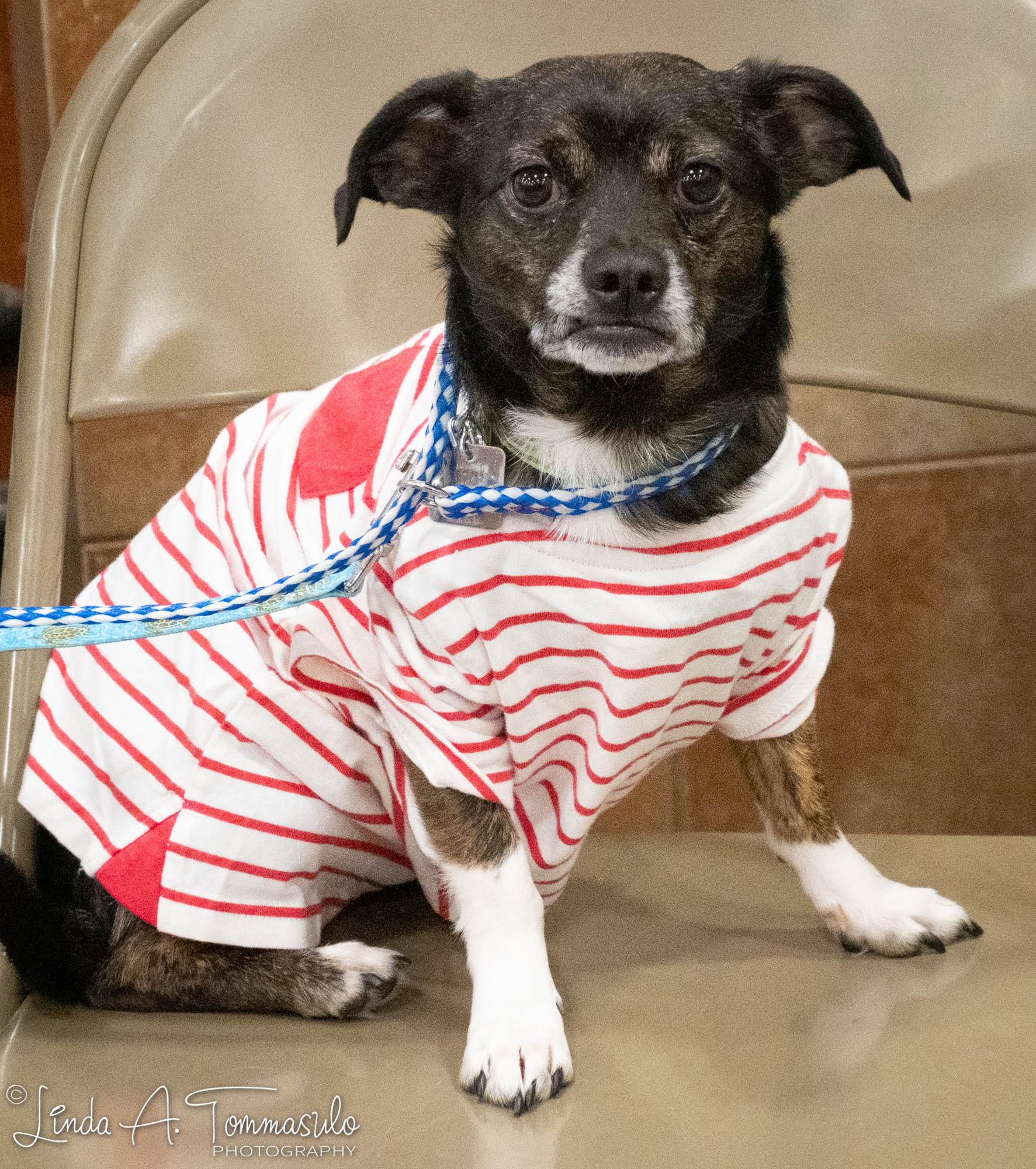 Enlarge Seven, a ADOPTABLE mixed breed in Albany, NY image 5/6