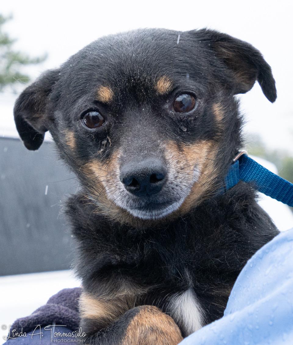 Seven, ADOPTABLE, Adult Male Chihuahua.