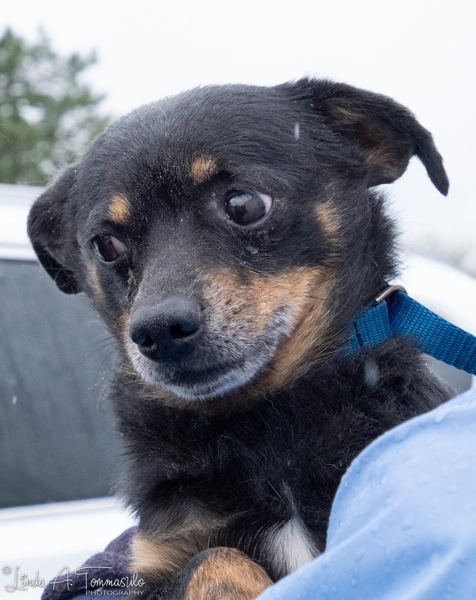 Enlarge Seven, a ADOPTABLE mixed breed in Albany, NY image 3/3