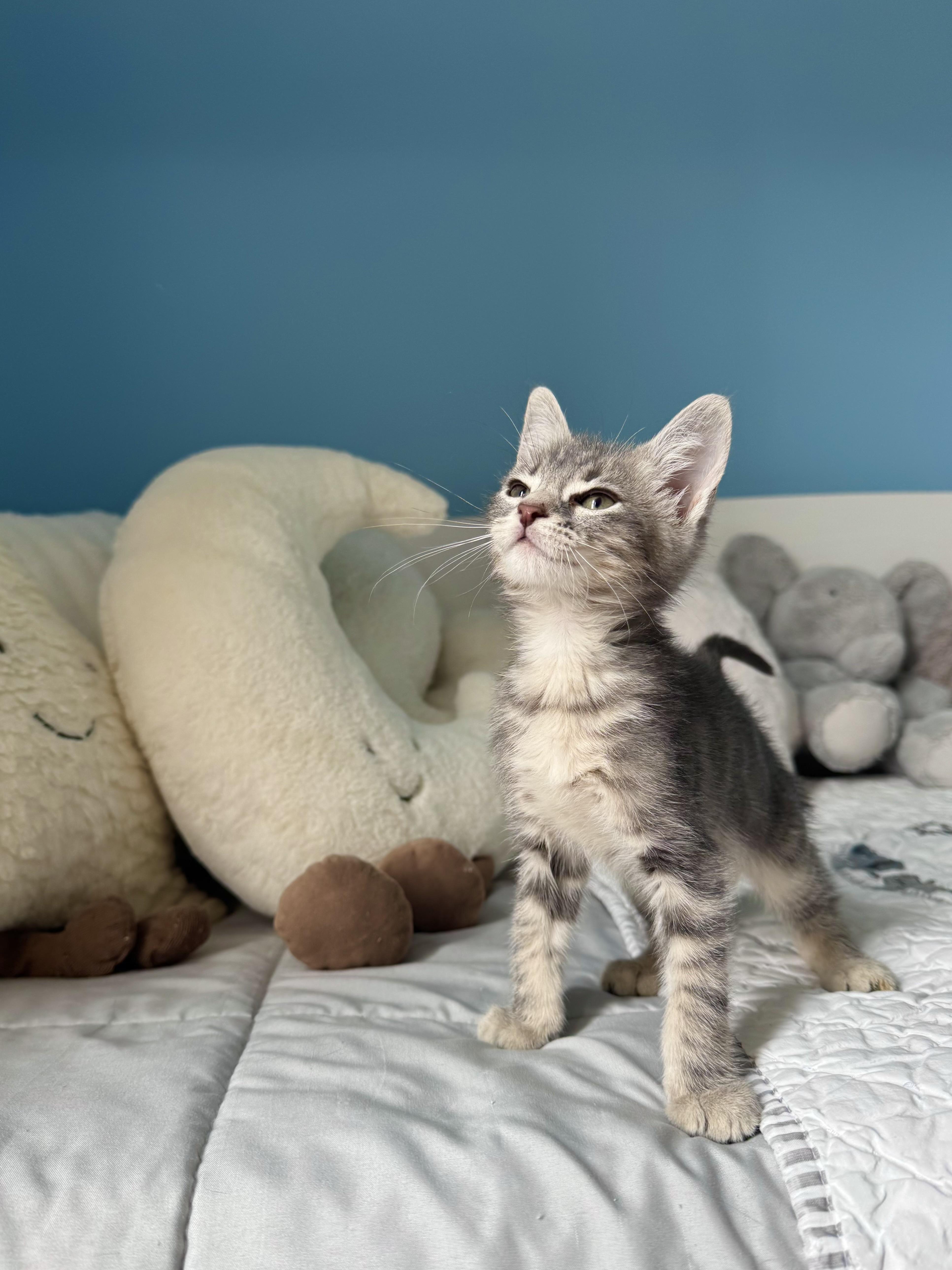 Focaccia, a ADOPTABLE Domestic Short Hair in Ramsey, NJ image 3/6